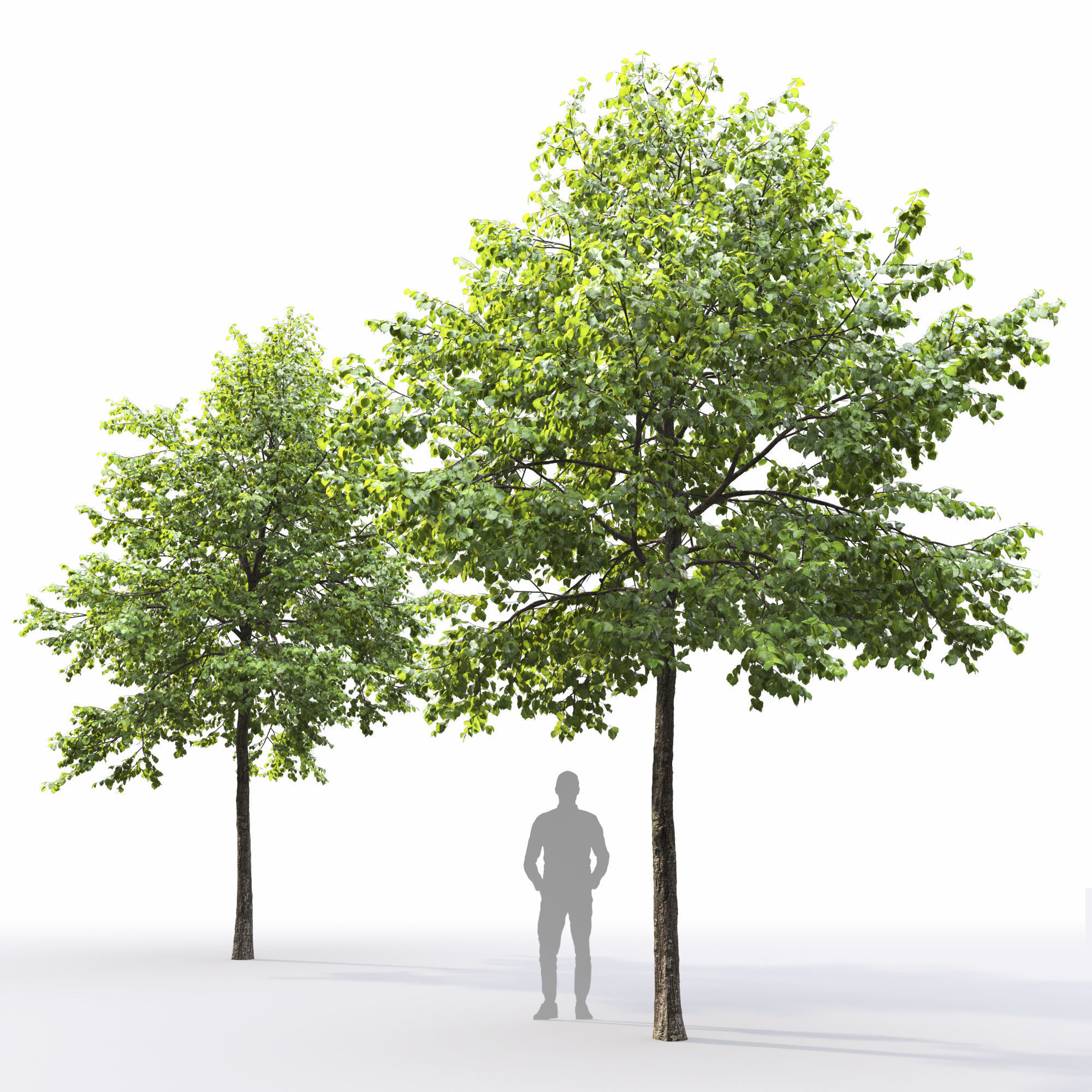 Tilia 09 10 3D model_3