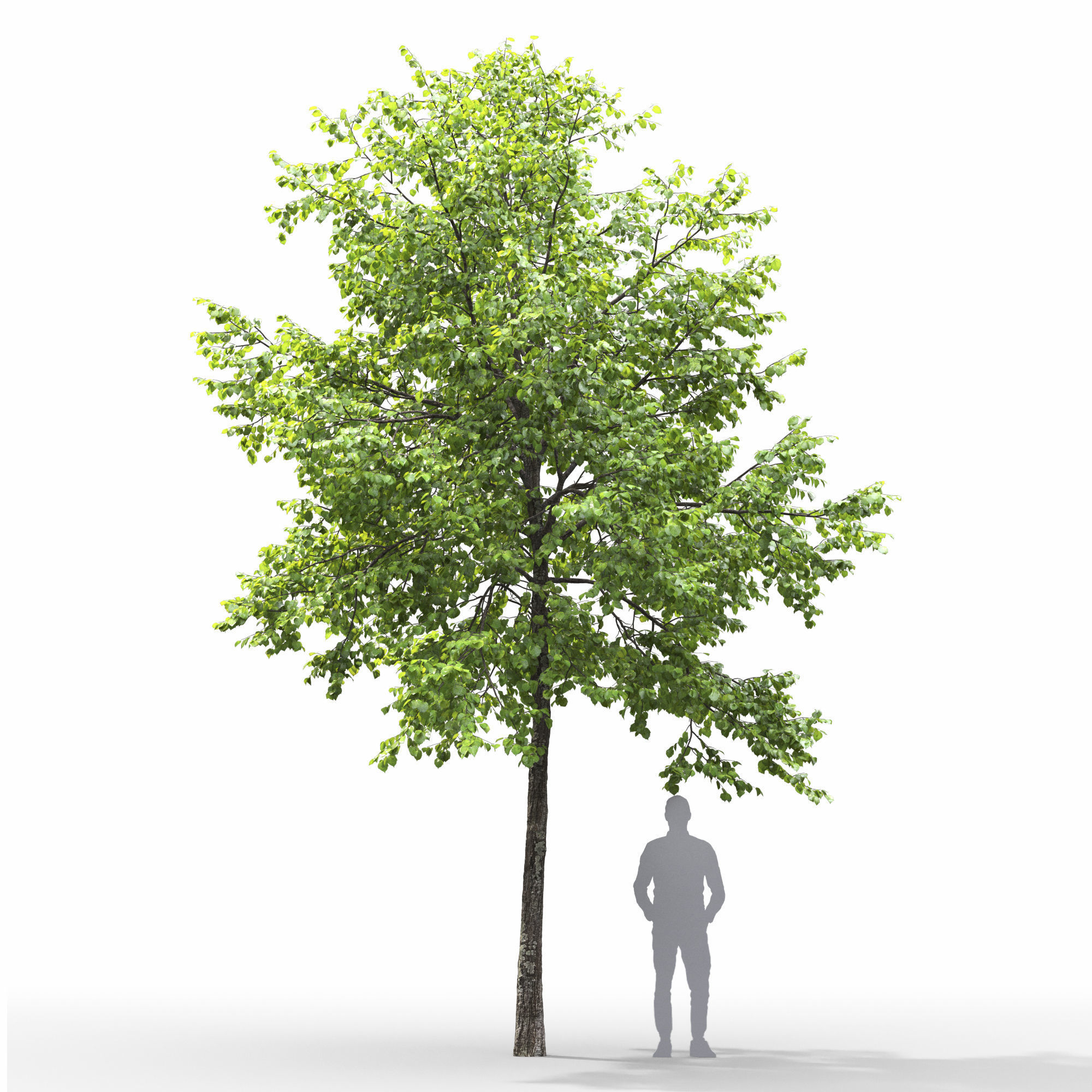 Tilia 09 10 3D model_1