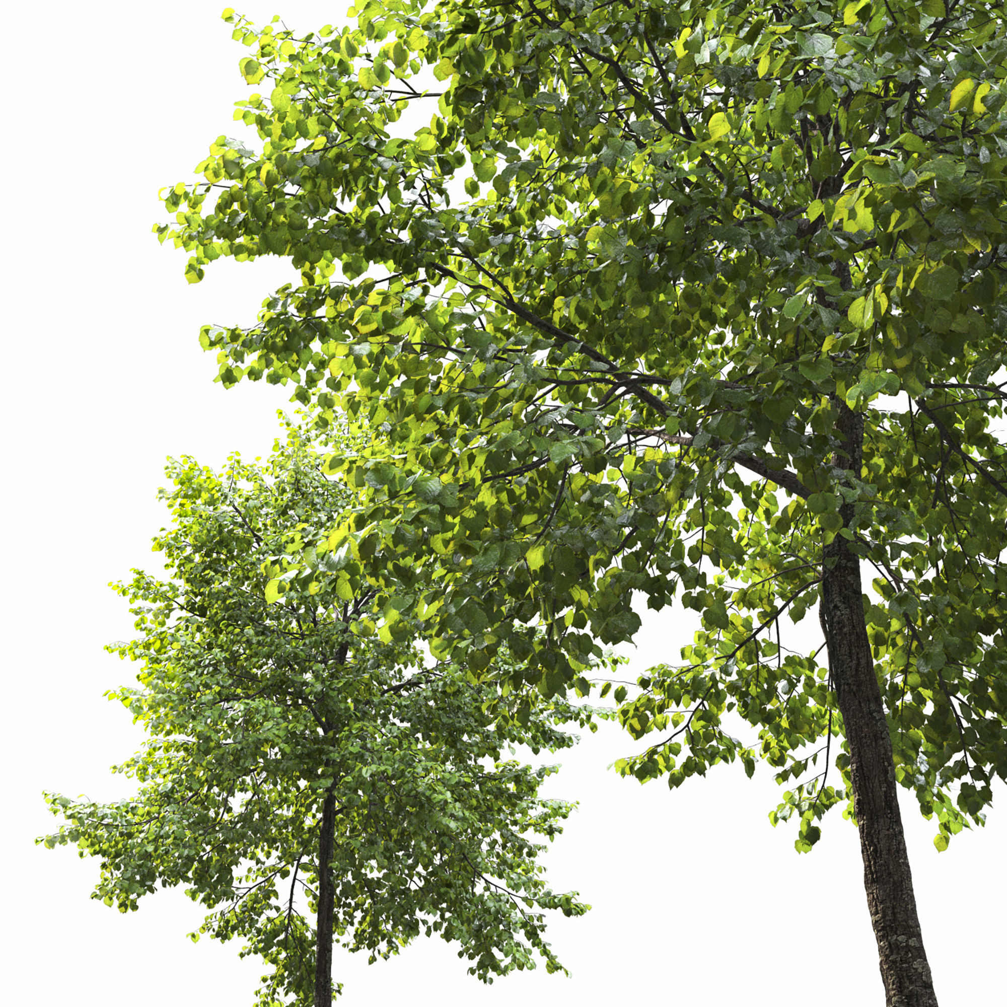 Tilia 09 10 3D model_4