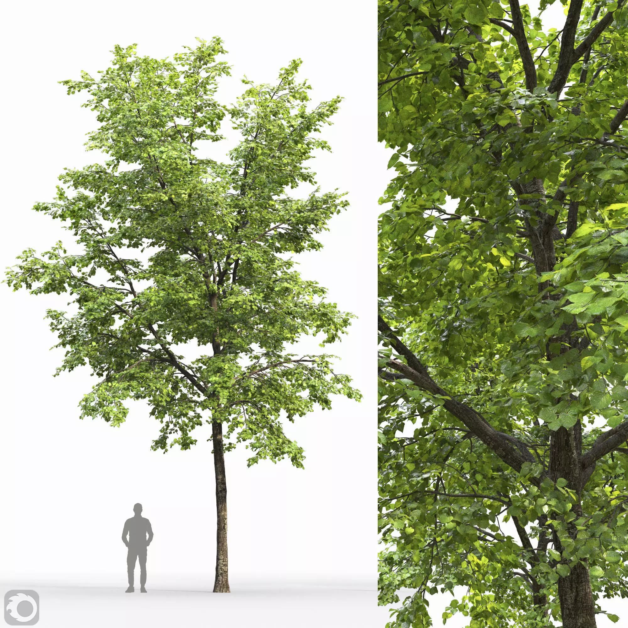 TiliaA 12 3D model_0