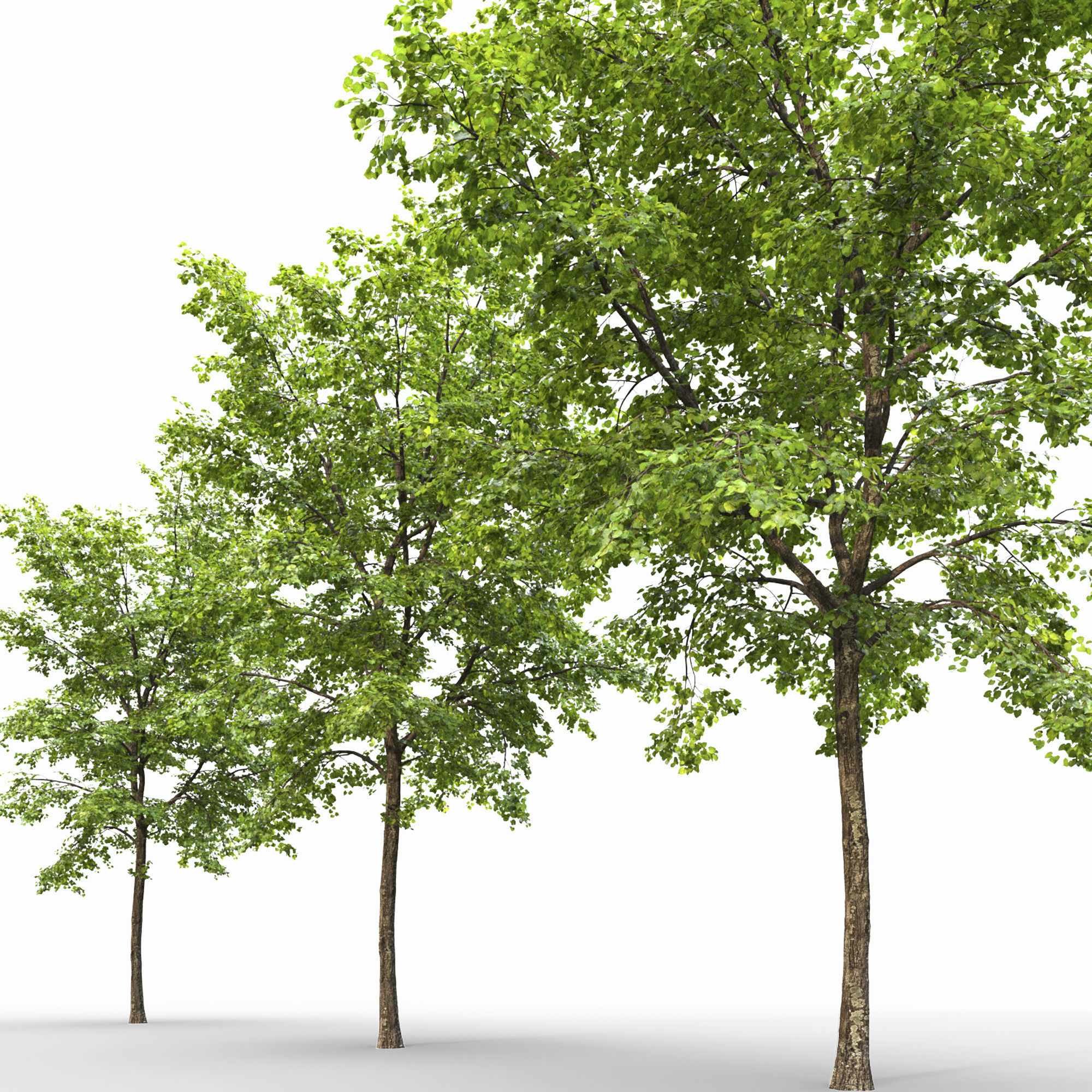 TiliaA 12 3D model_6