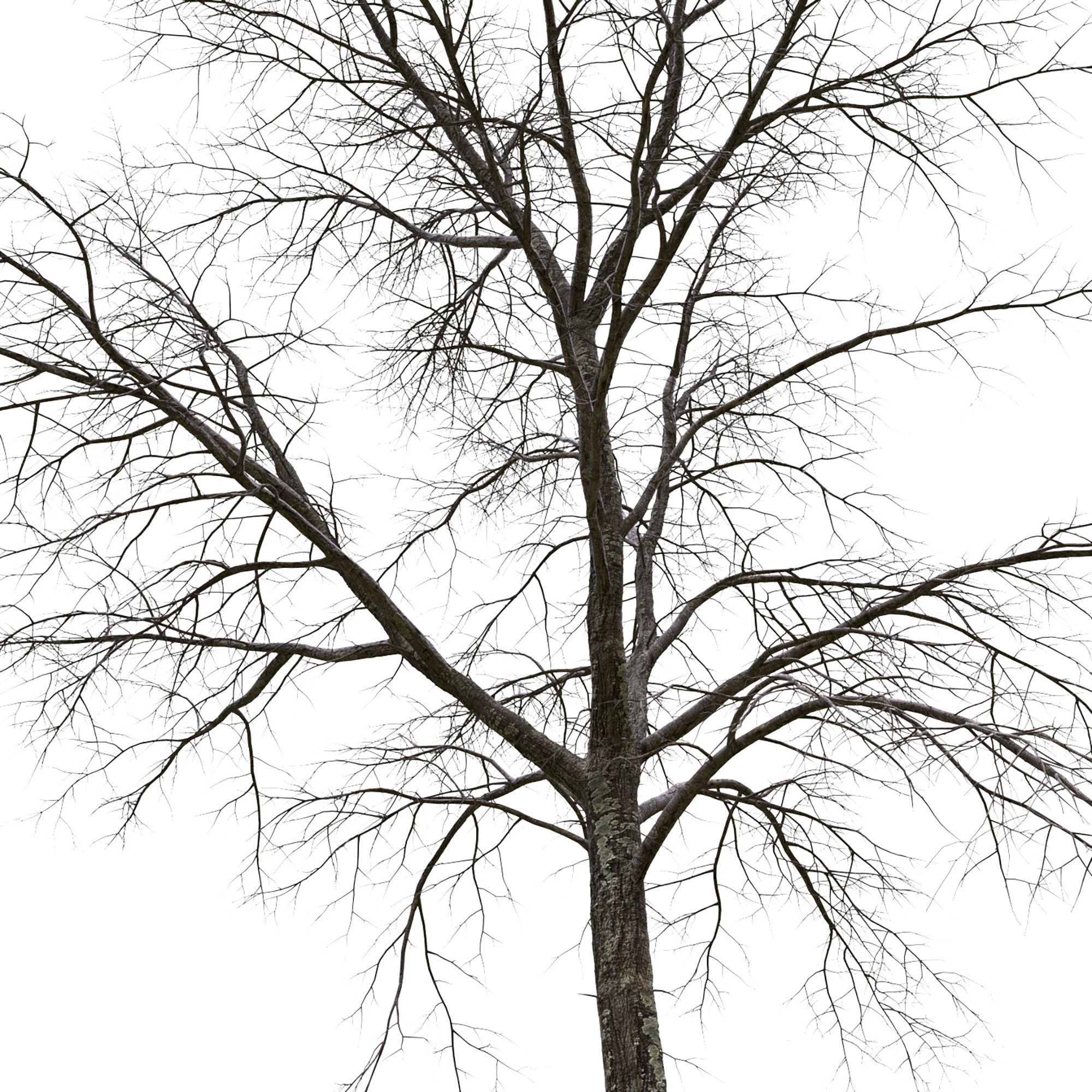 TiliaA 12 3D model_5