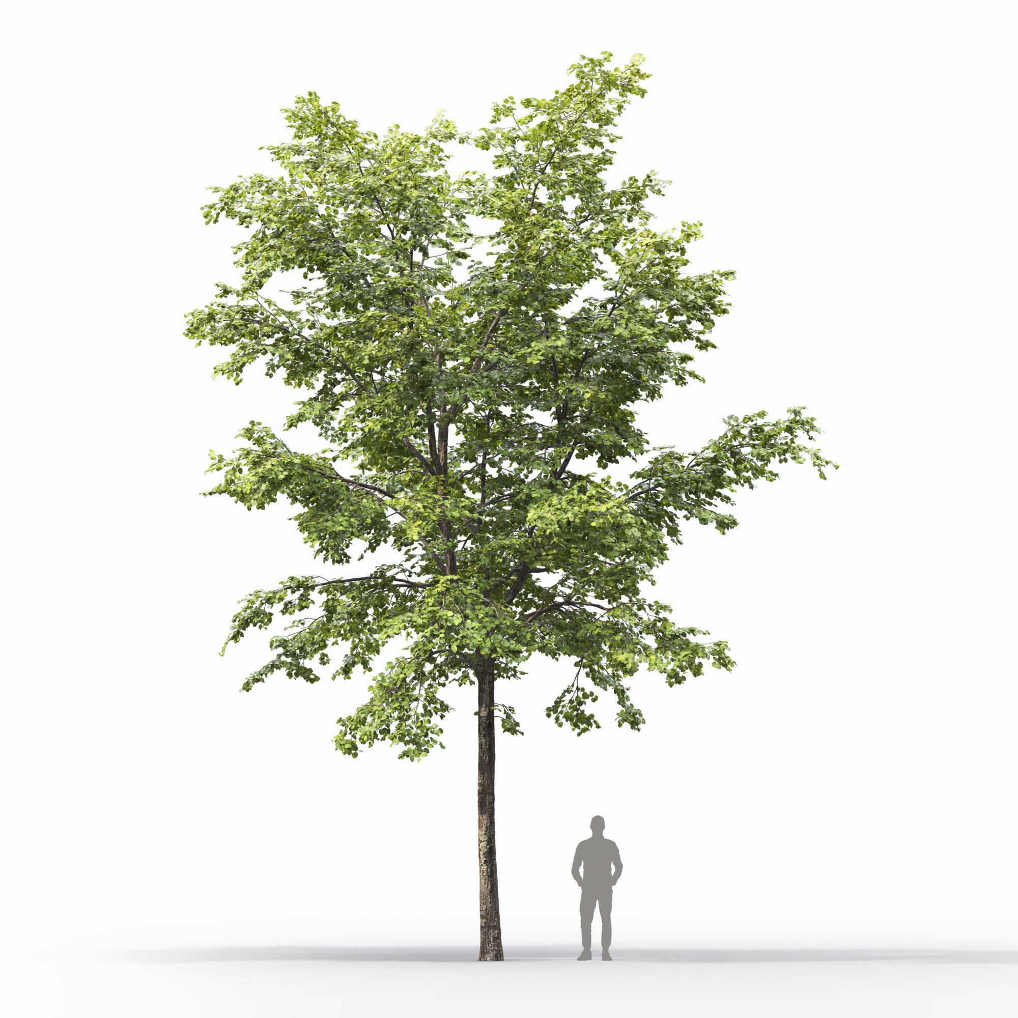 TiliaA 12 3D model_1