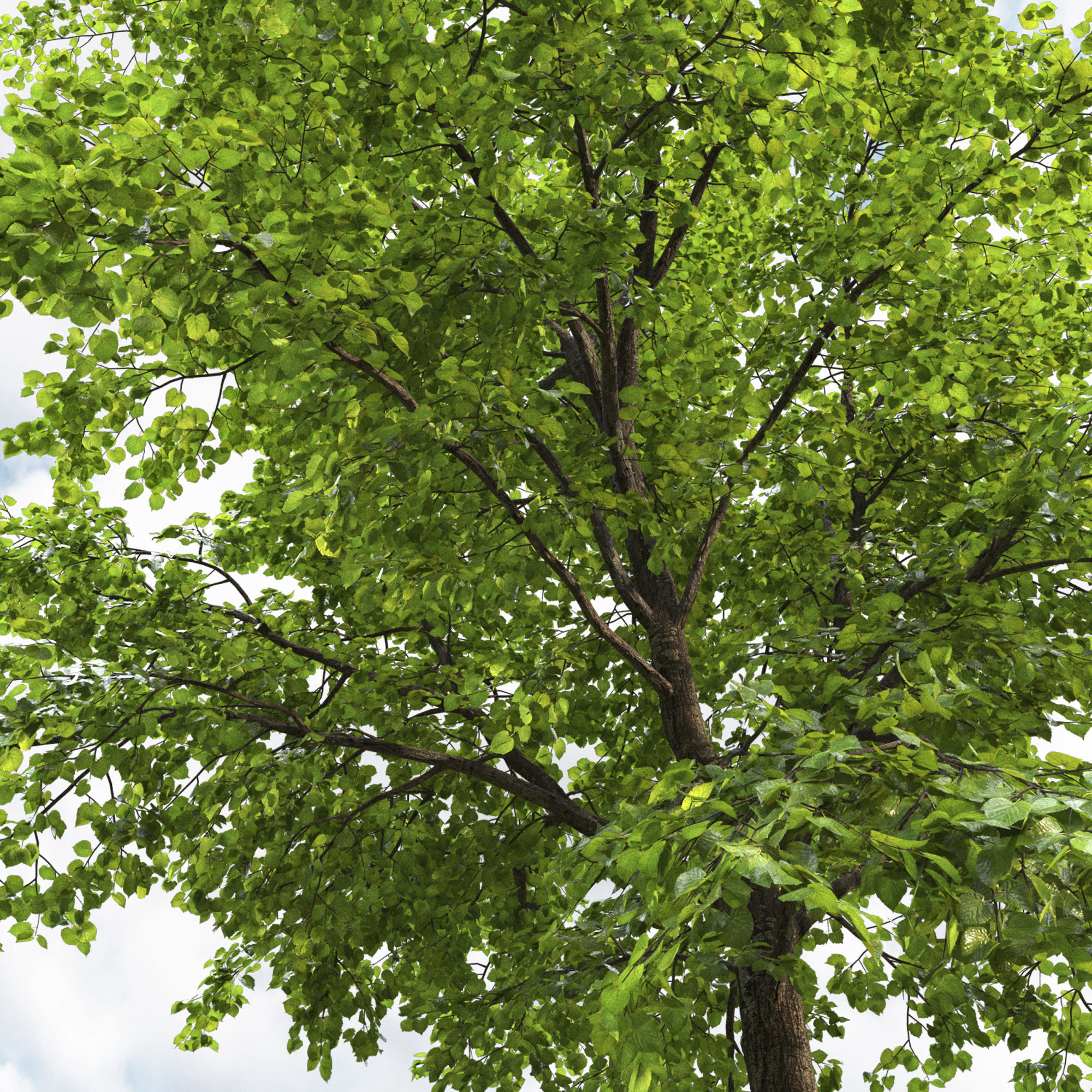 TiliaA 12 3D model_3