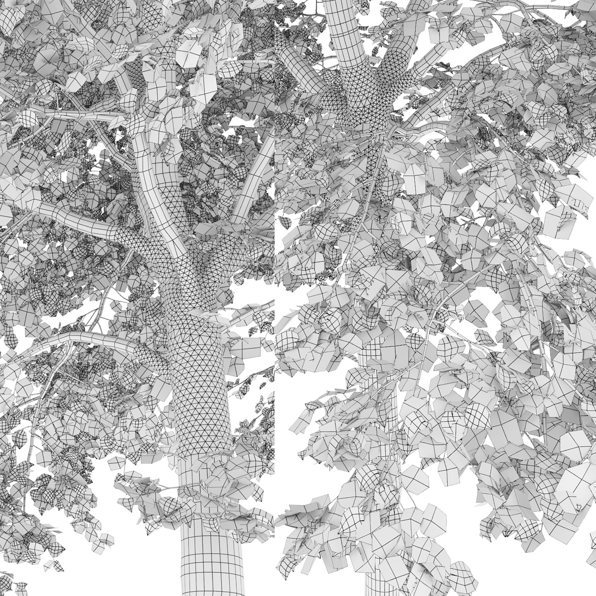 TiliaA 12 3D model_7