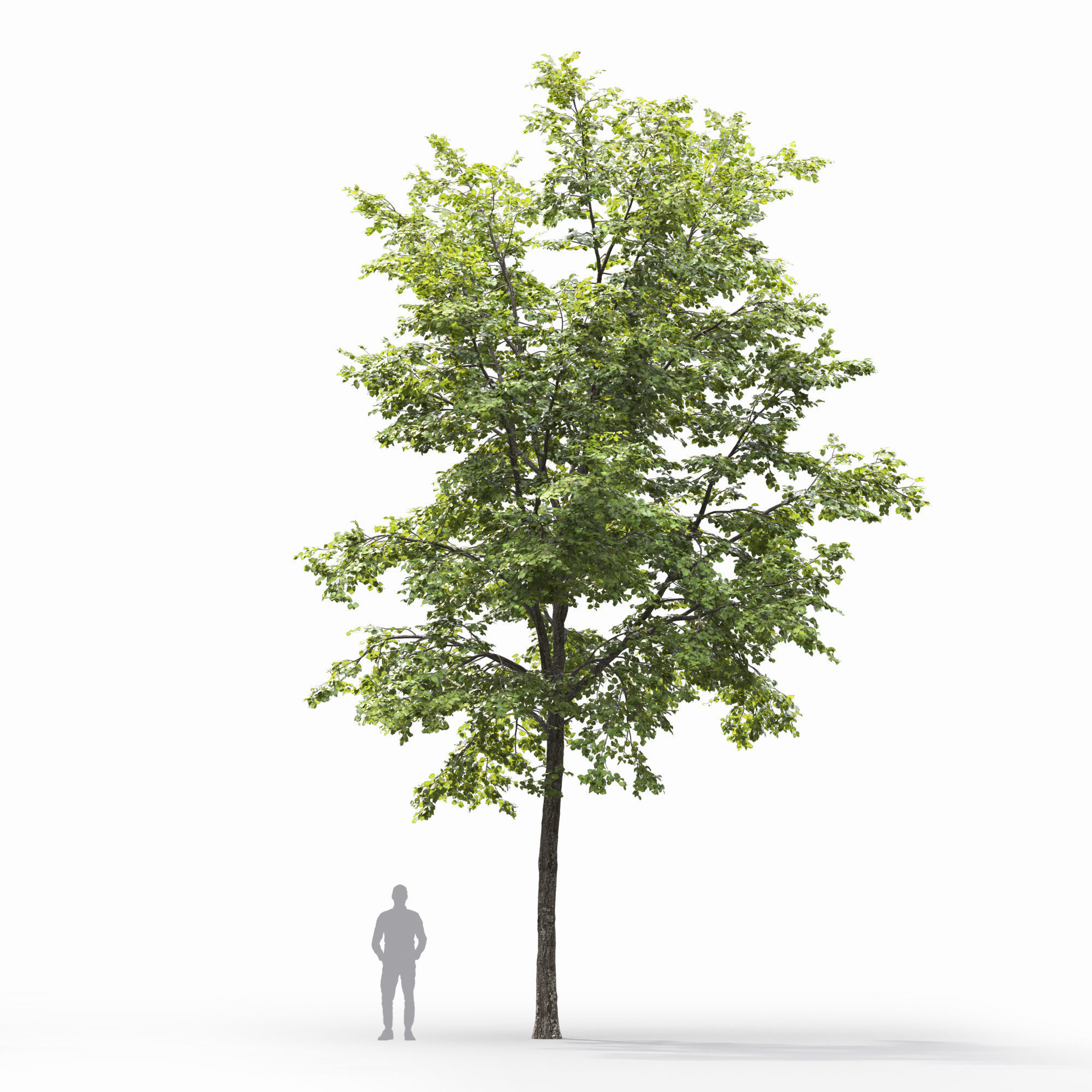 TiliaA 12 3D model_2