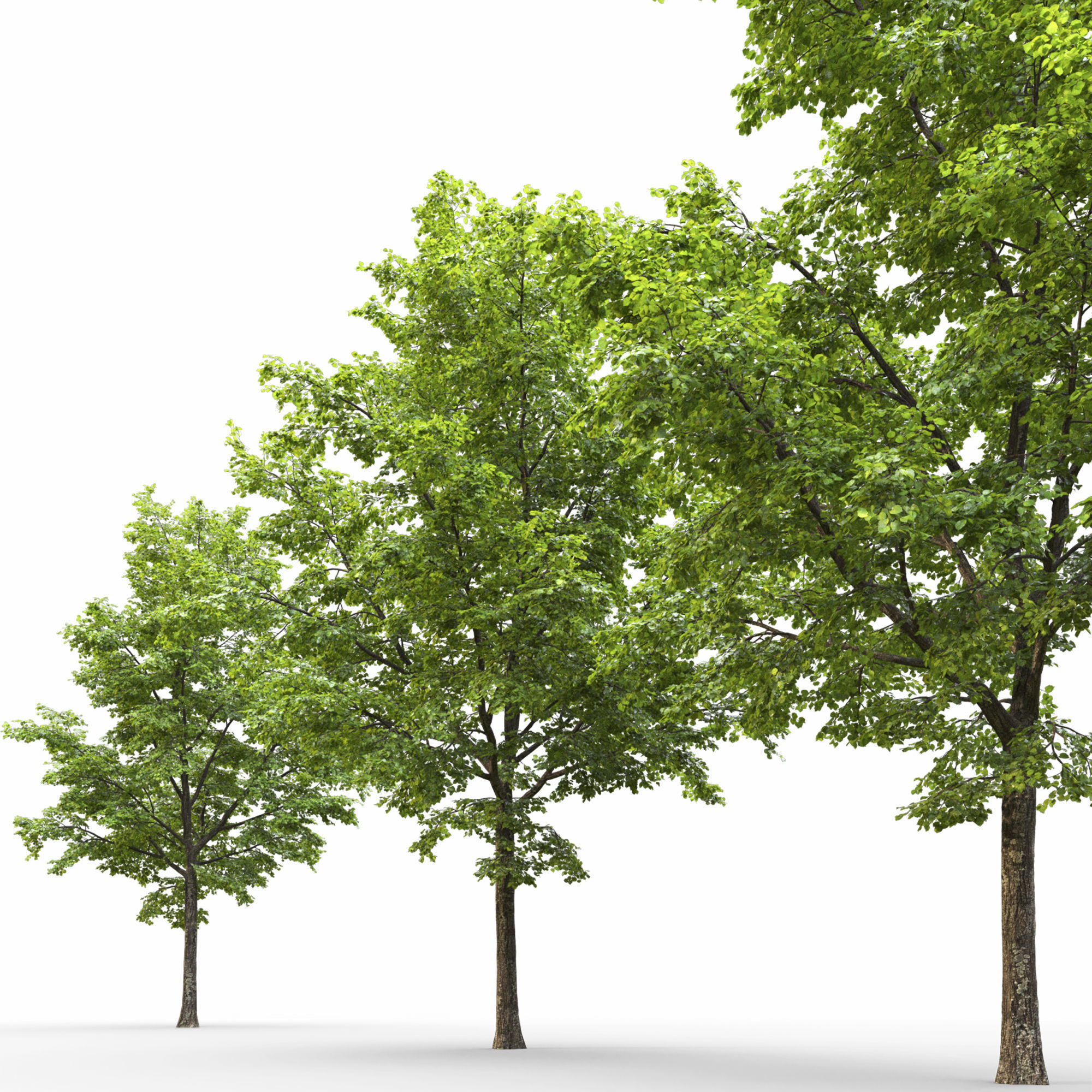 TiliaA 13 3D model_6