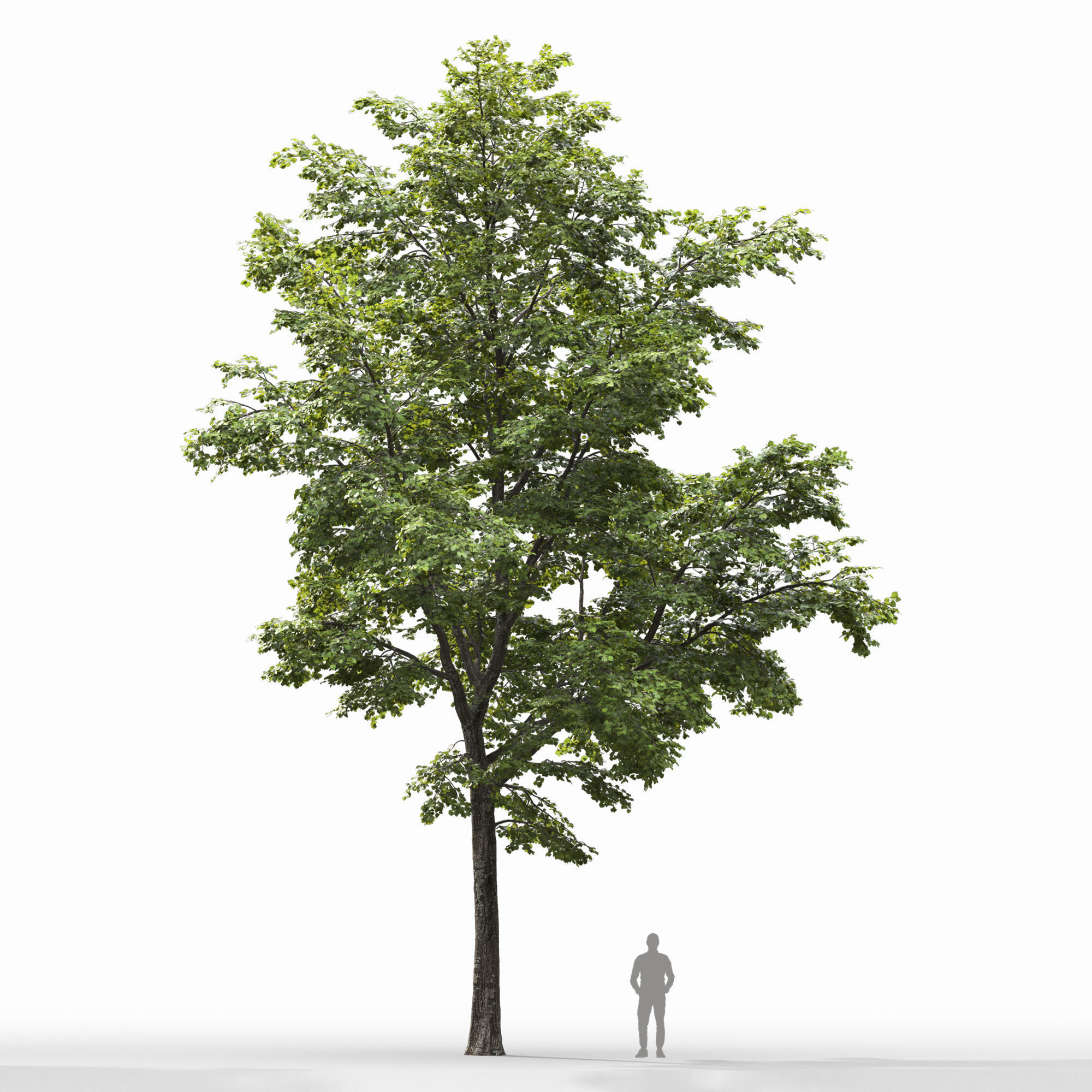 TiliaA 13 3D model_2