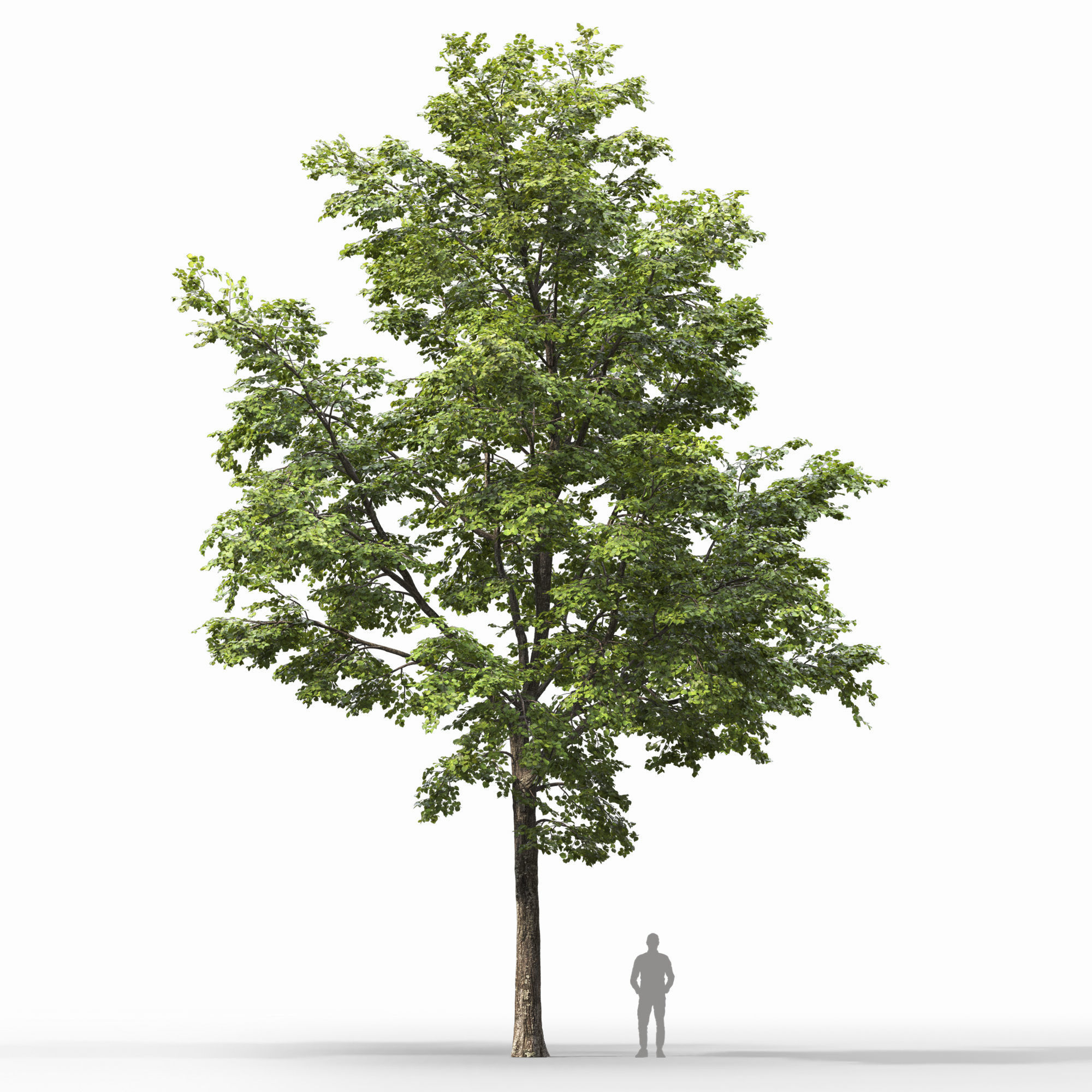 TiliaA 13 3D model_1