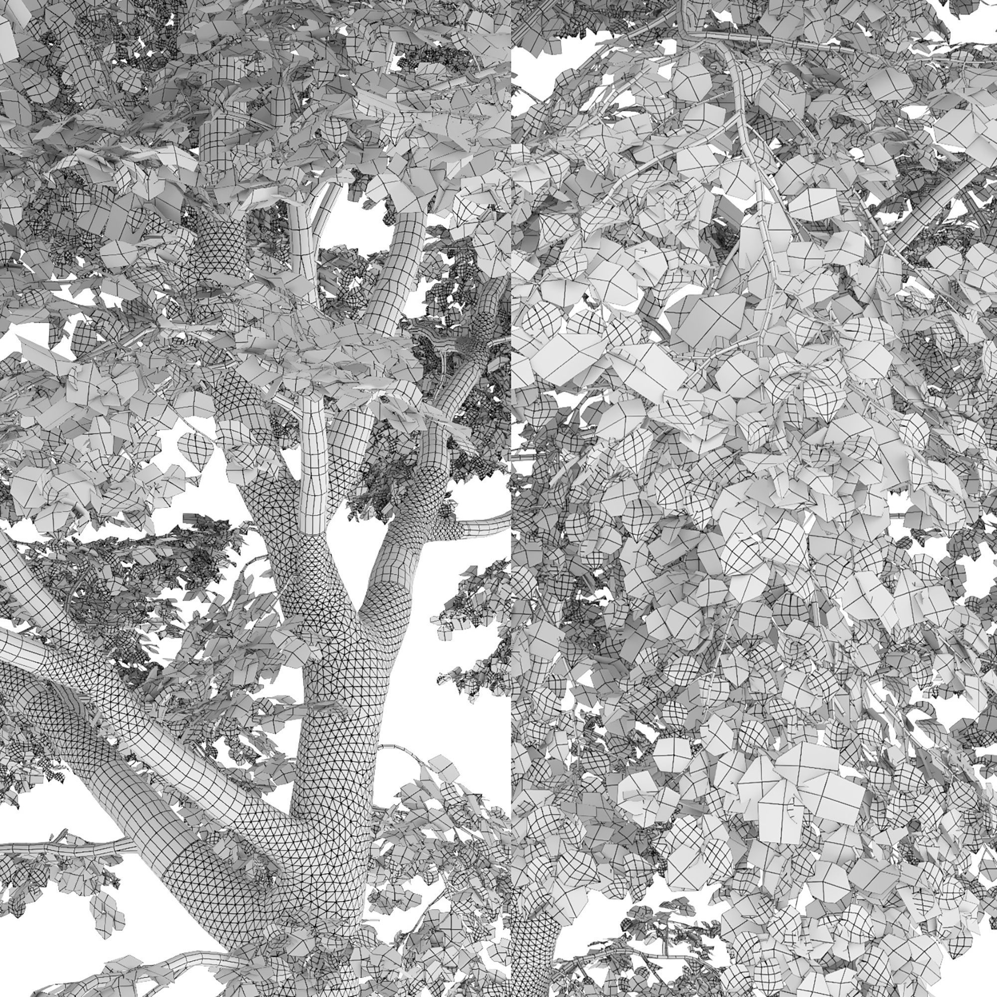 TiliaA 13 3D model_8