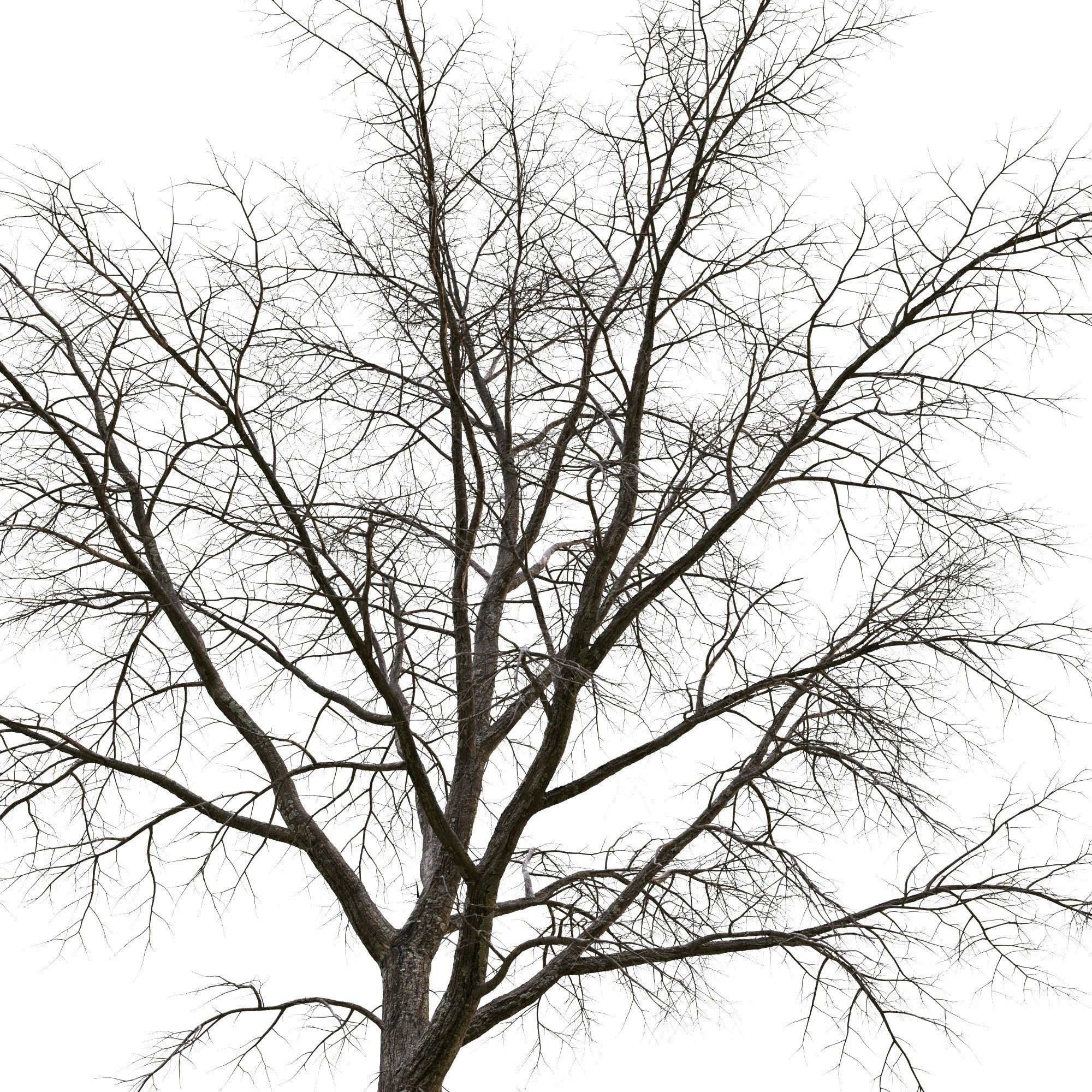 TiliaA 13 3D model_7