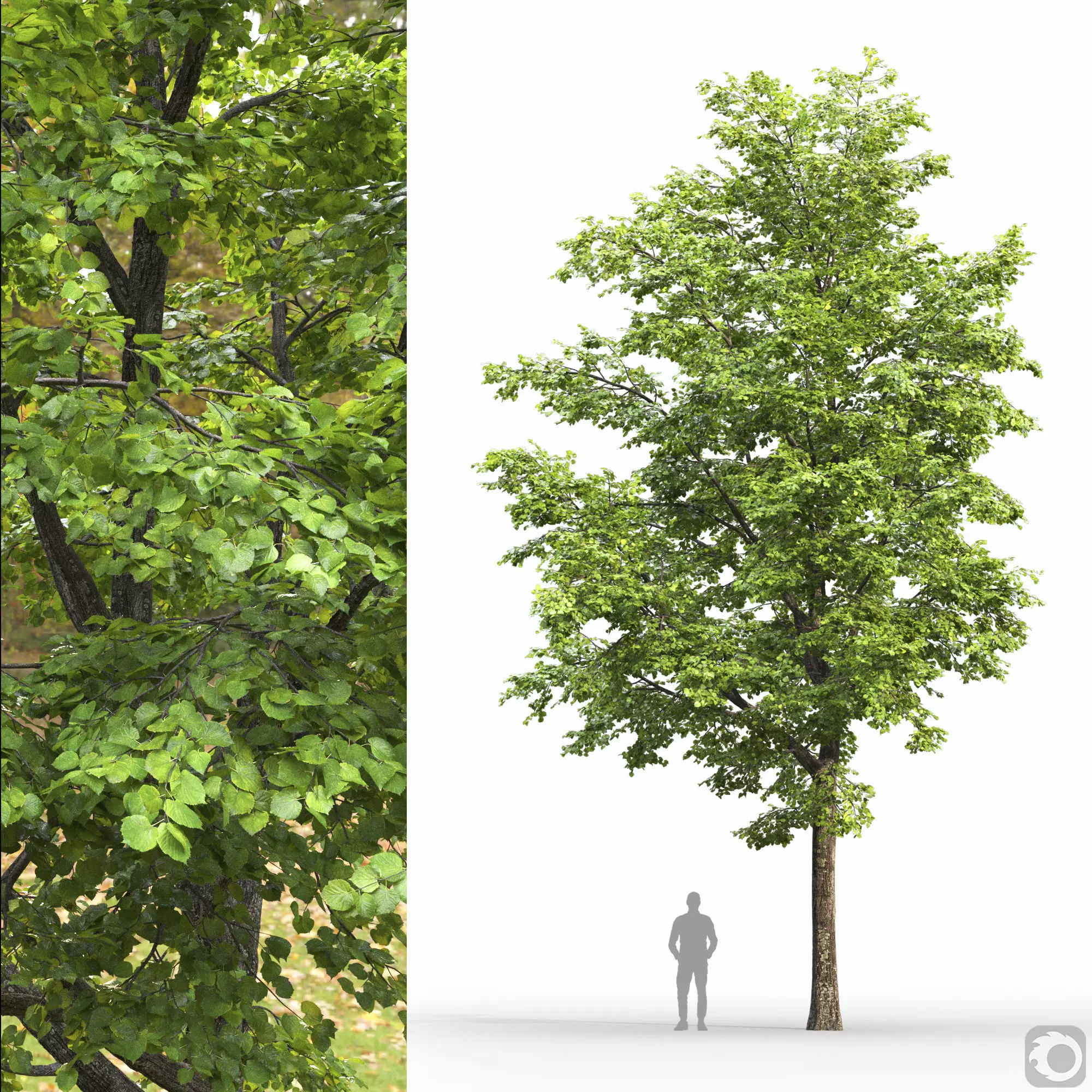 TiliaA 13 3D model_0