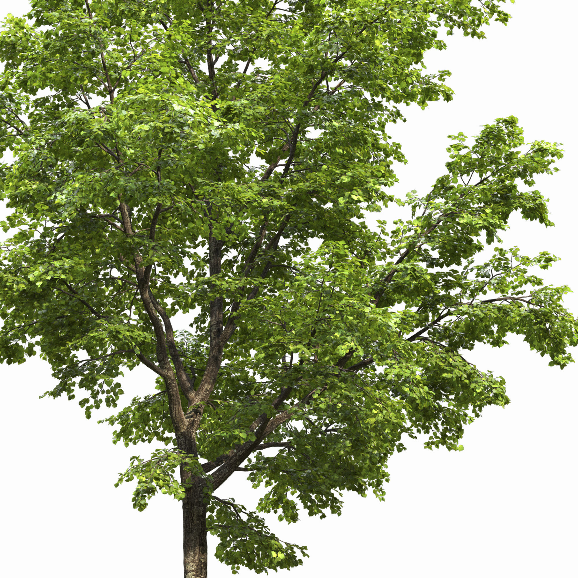 TiliaA 13 3D model_3