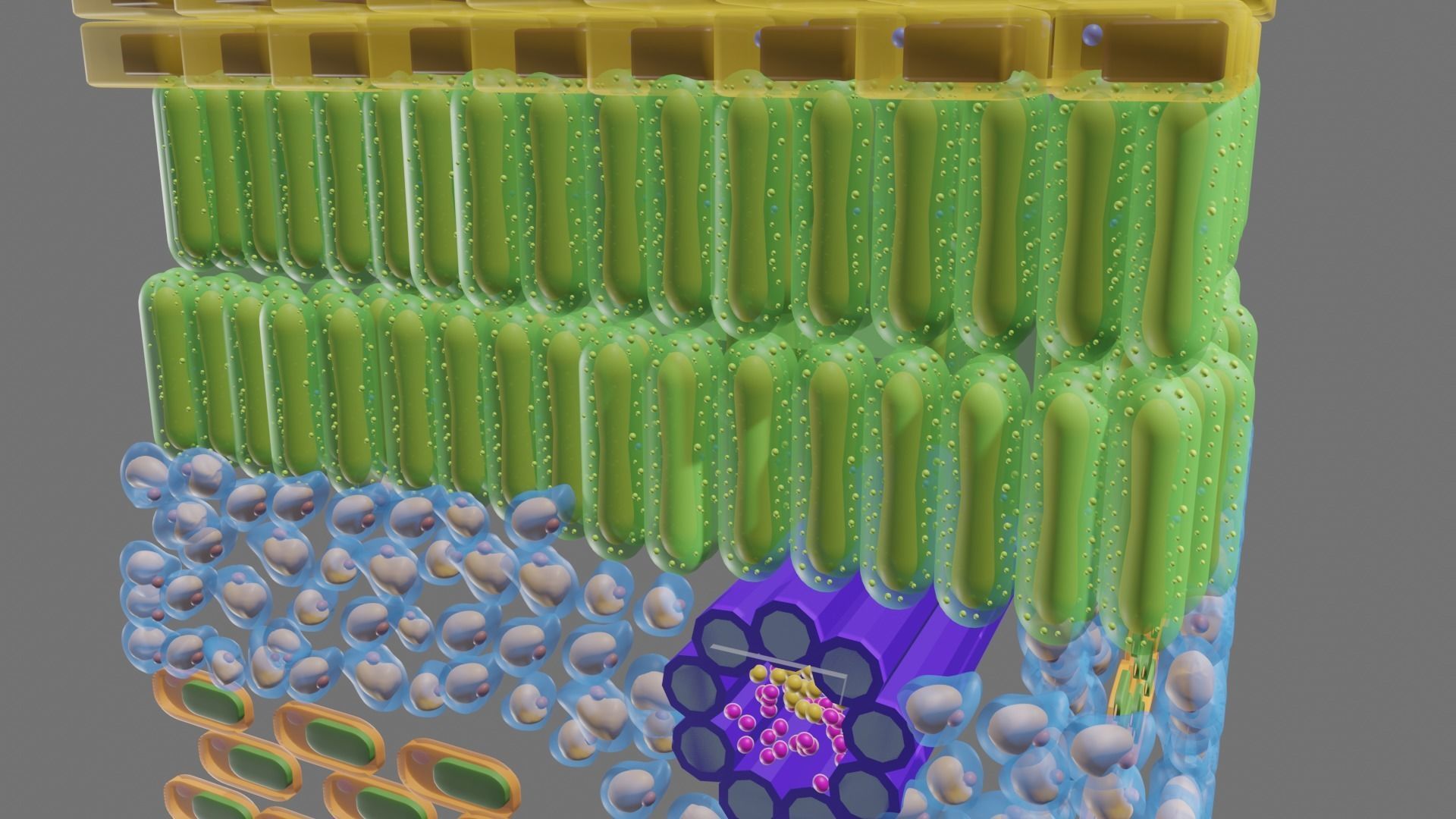 Cross section of leaf 3D model_3