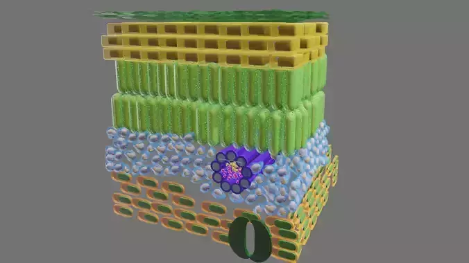 Cross section of leaf 3D model