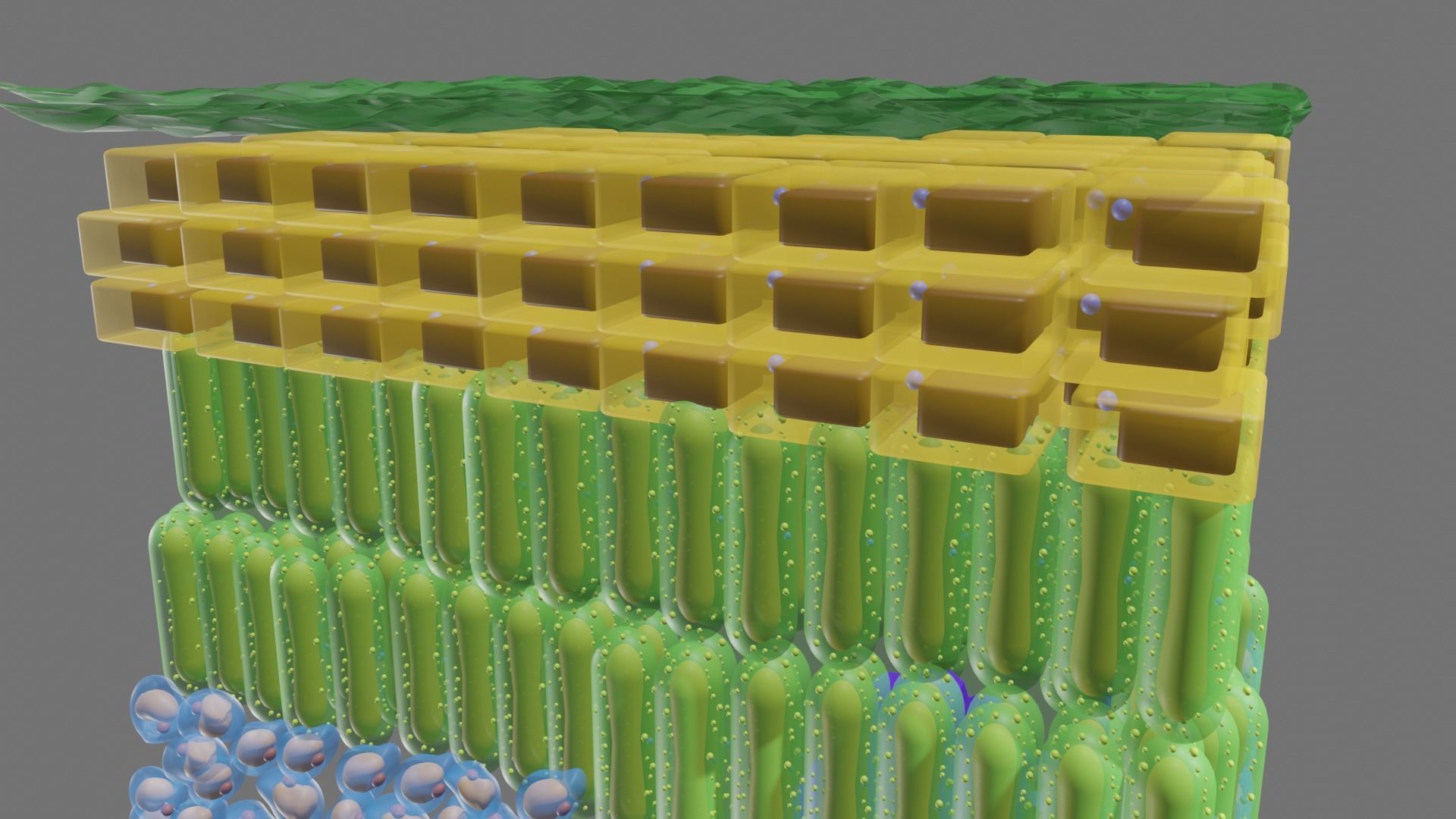 Cross section of leaf 3D model_1