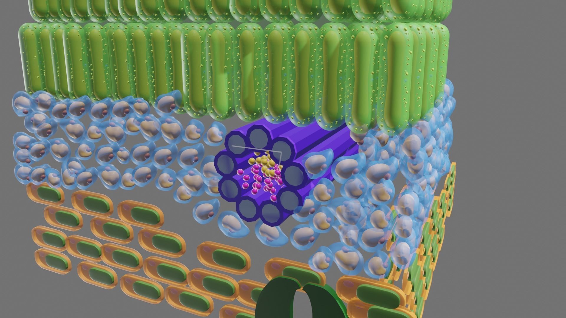 Cross section of leaf 3D model_2