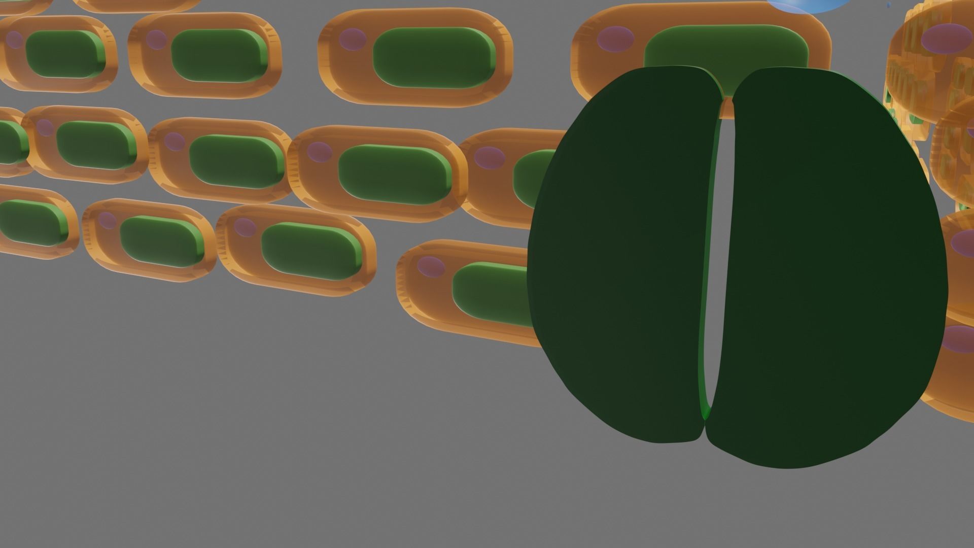 Cross section of leaf 3D model_5
