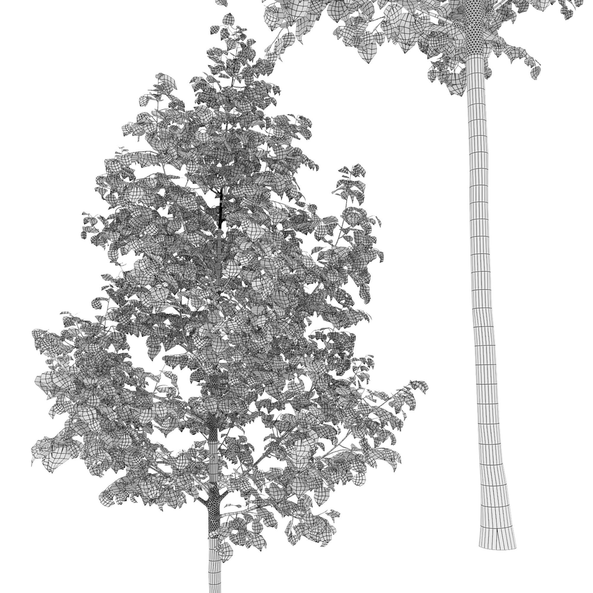 TiliaA set 3D model_4