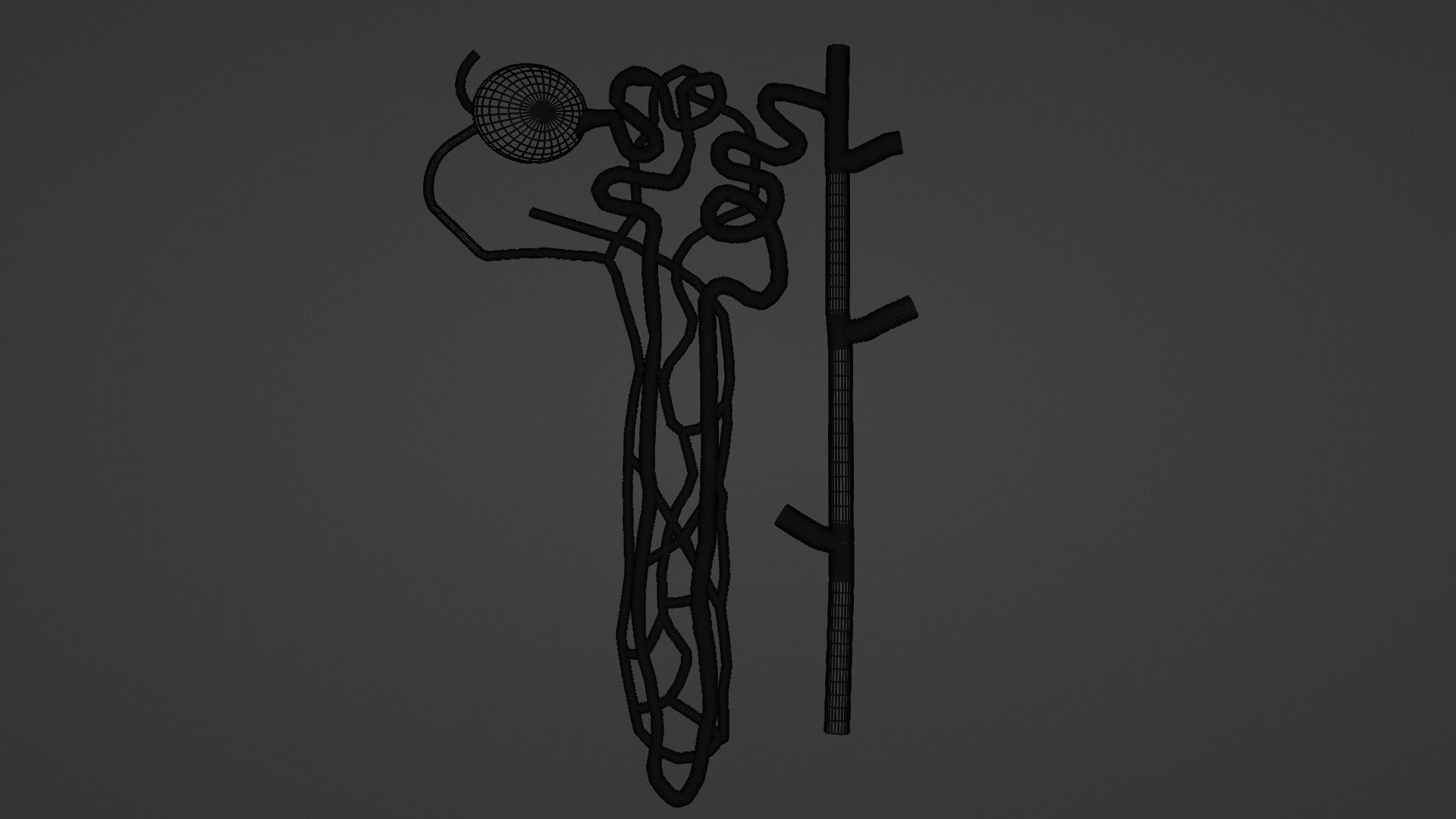 Nephrons 3D model_5