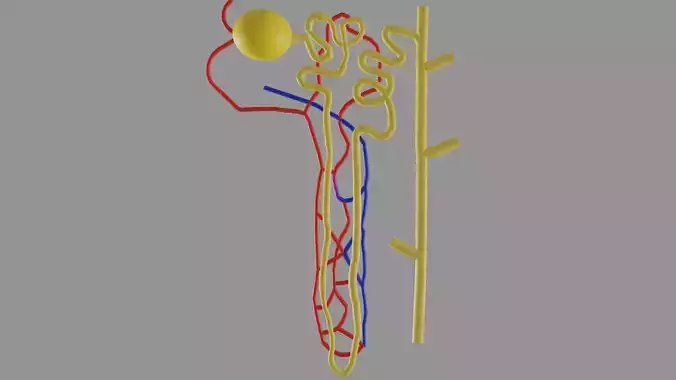 Nephrons 3D model