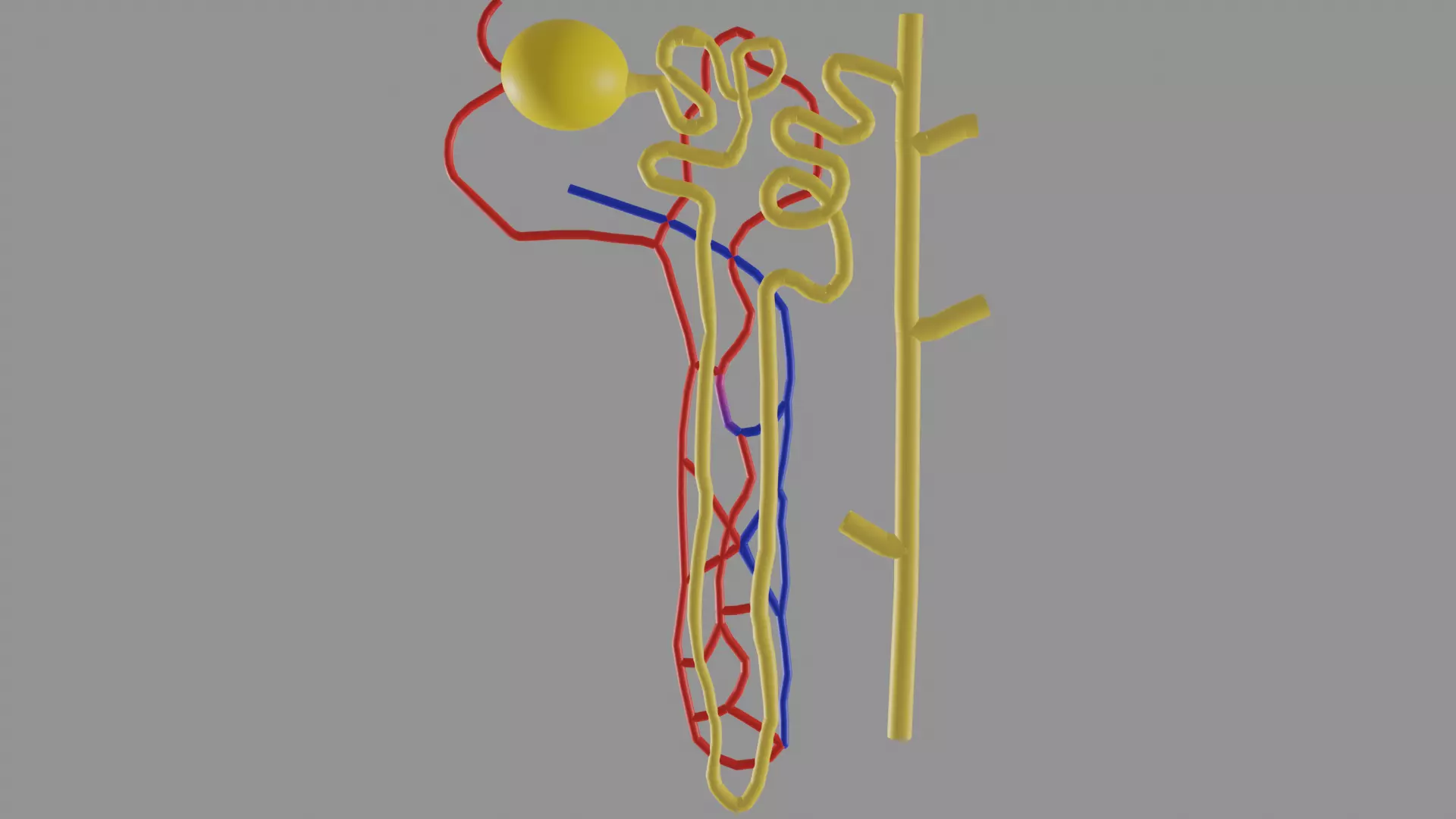 Nephrons 3D model_0