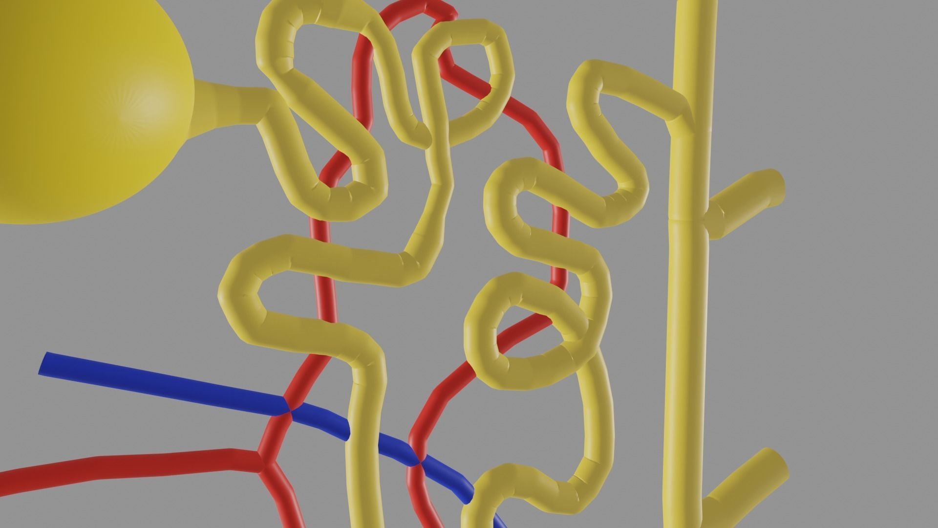 Nephrons 3D model_3