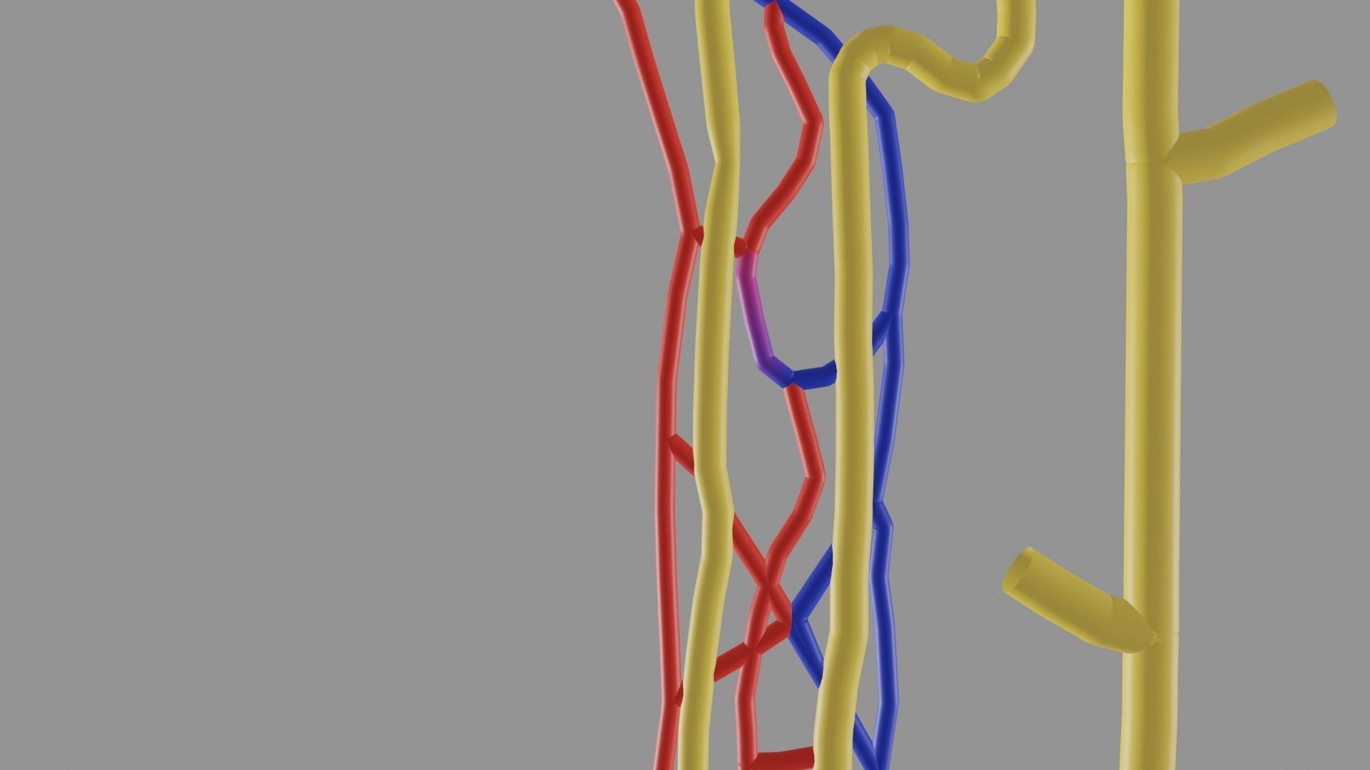 Nephrons 3D model_1