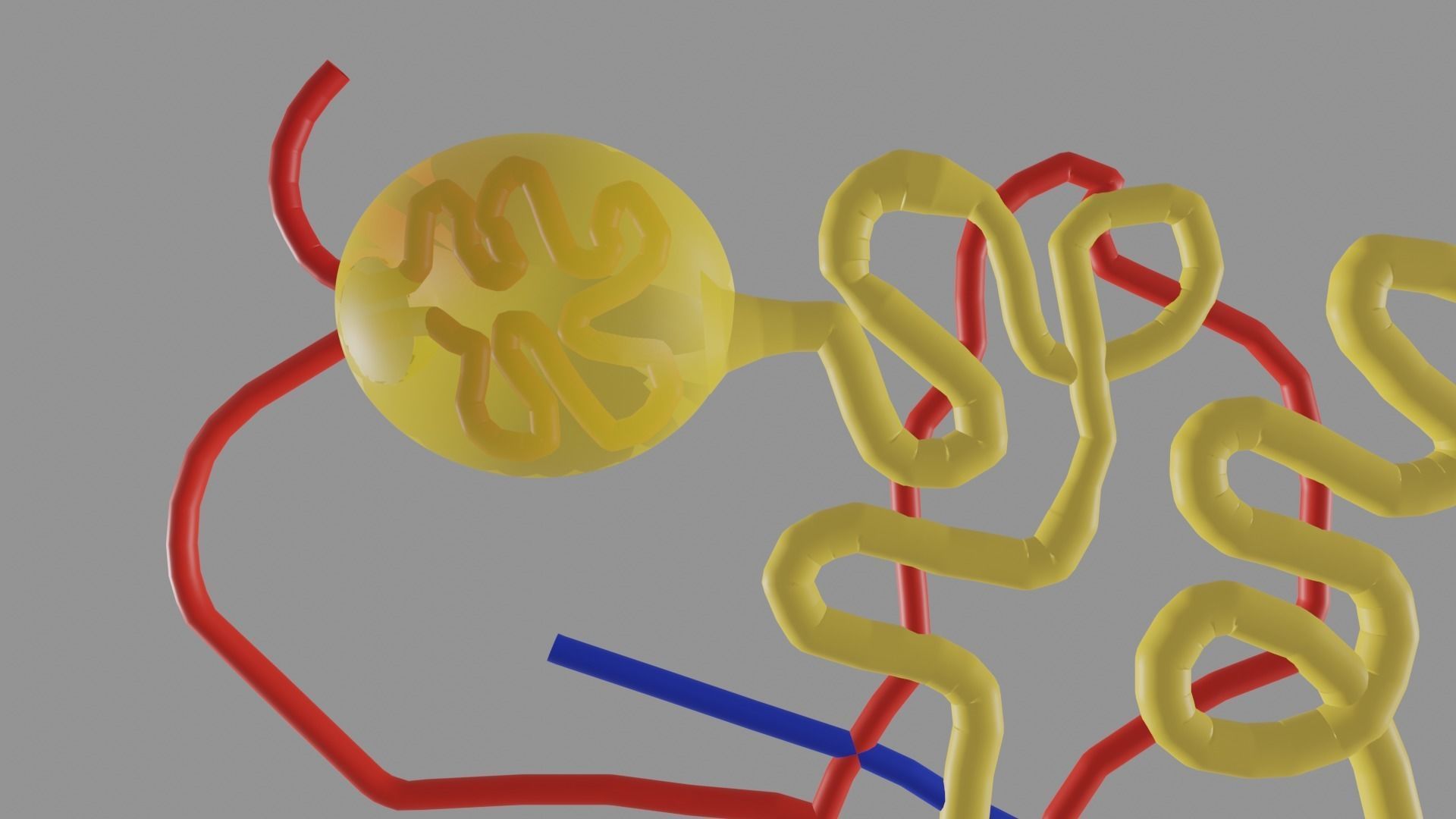 Nephrons 3D model_2