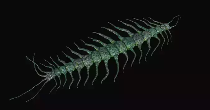 Eukaryotic Microbe Organism