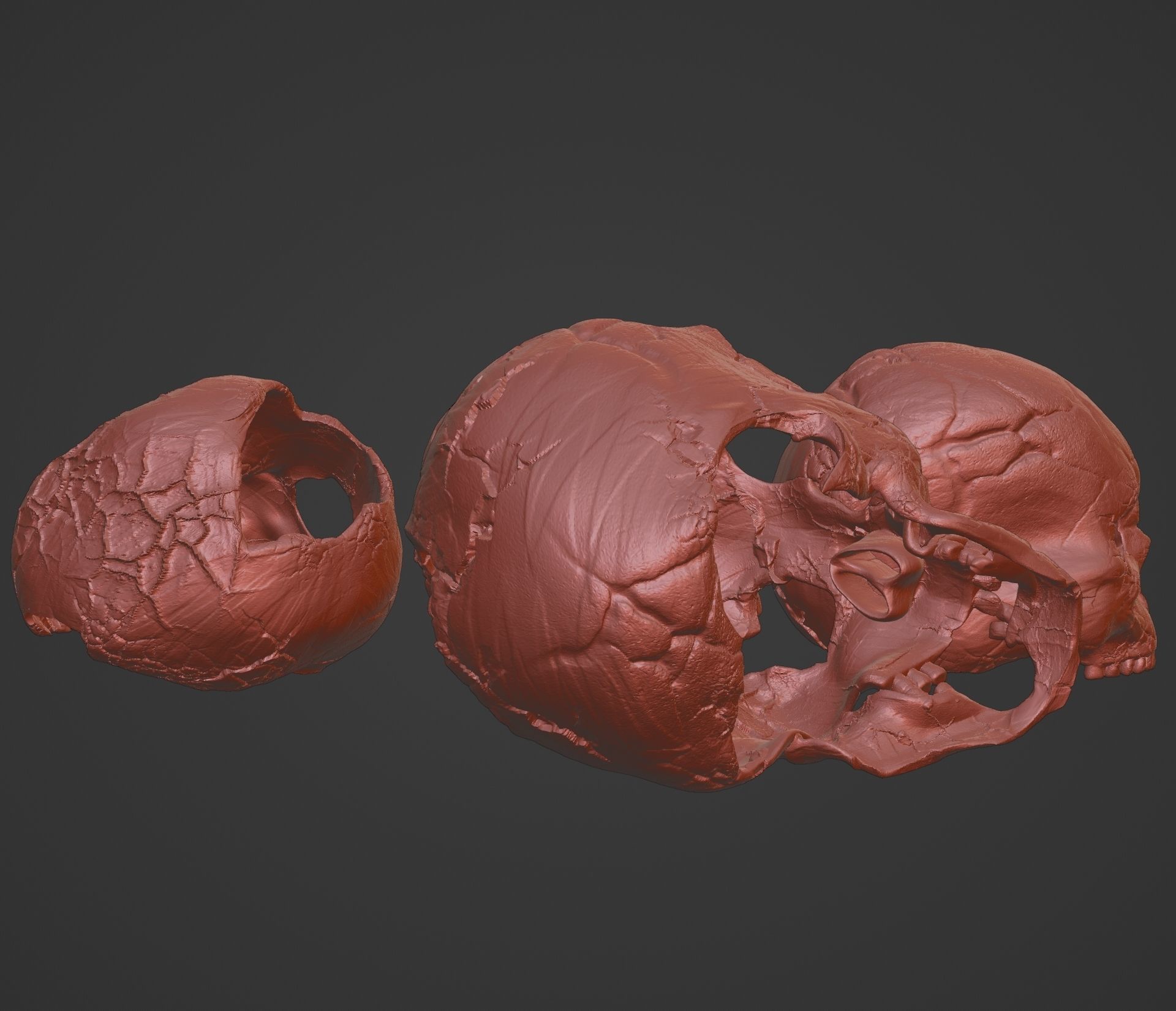 4 Different Human Skulls 3D print model_14