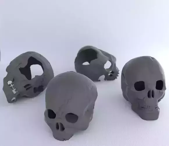 4 Different Human Skulls