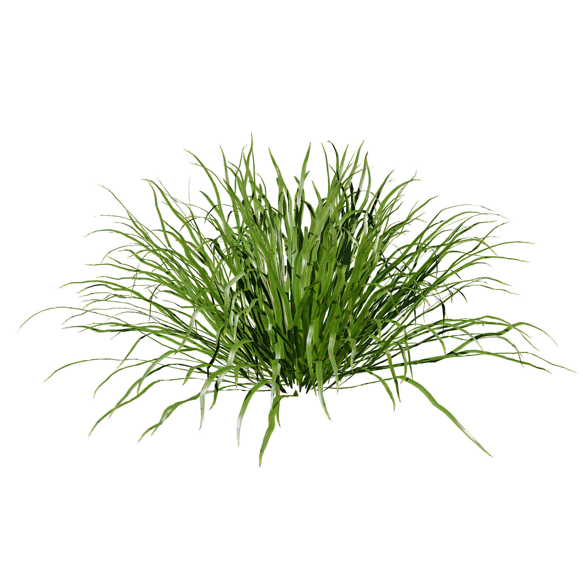 Dwarf Mondo Grass shrubs 3D Pack Low-poly 3D model_2