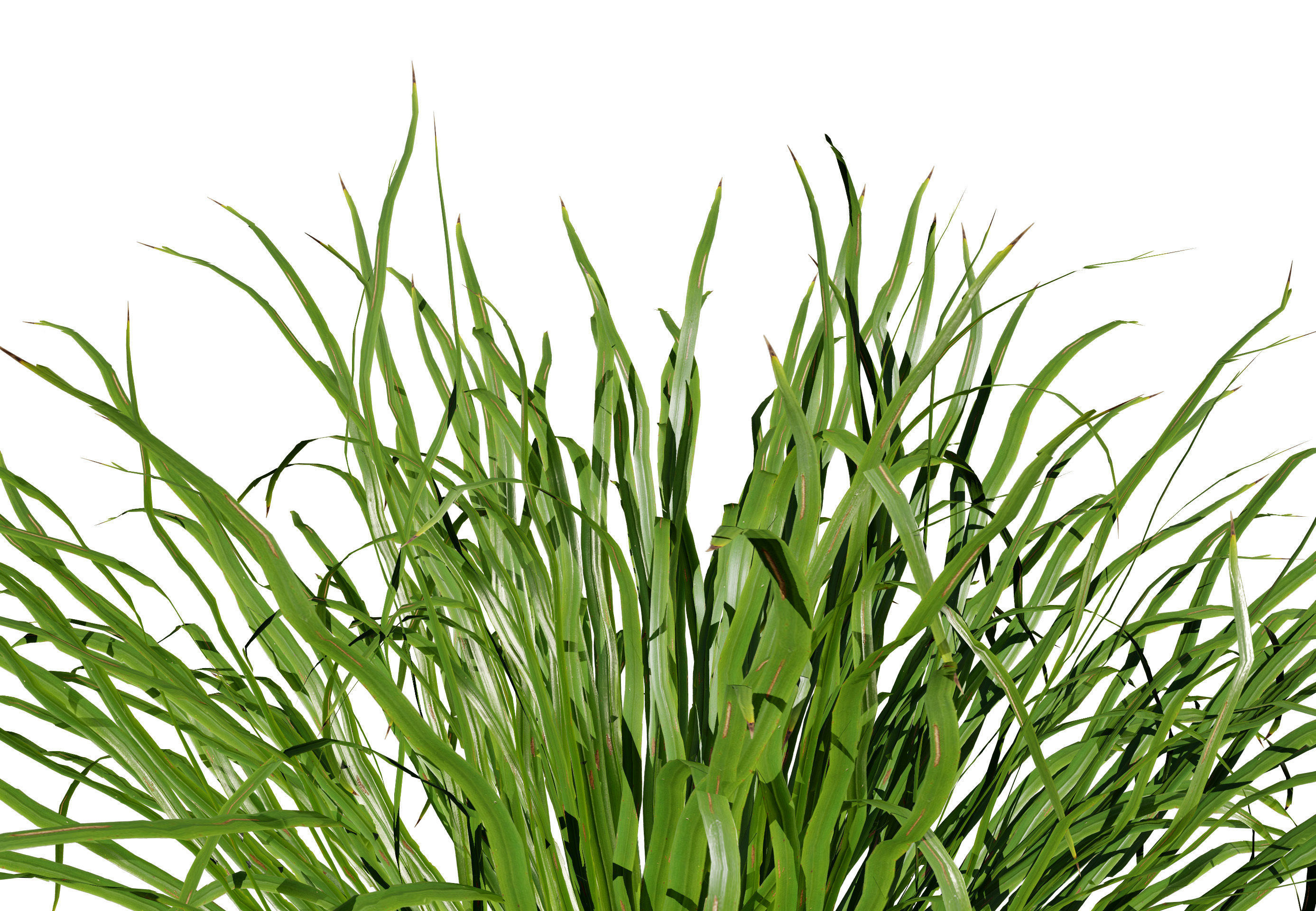 Dwarf Mondo Grass shrubs 3D Pack Low-poly 3D model_3