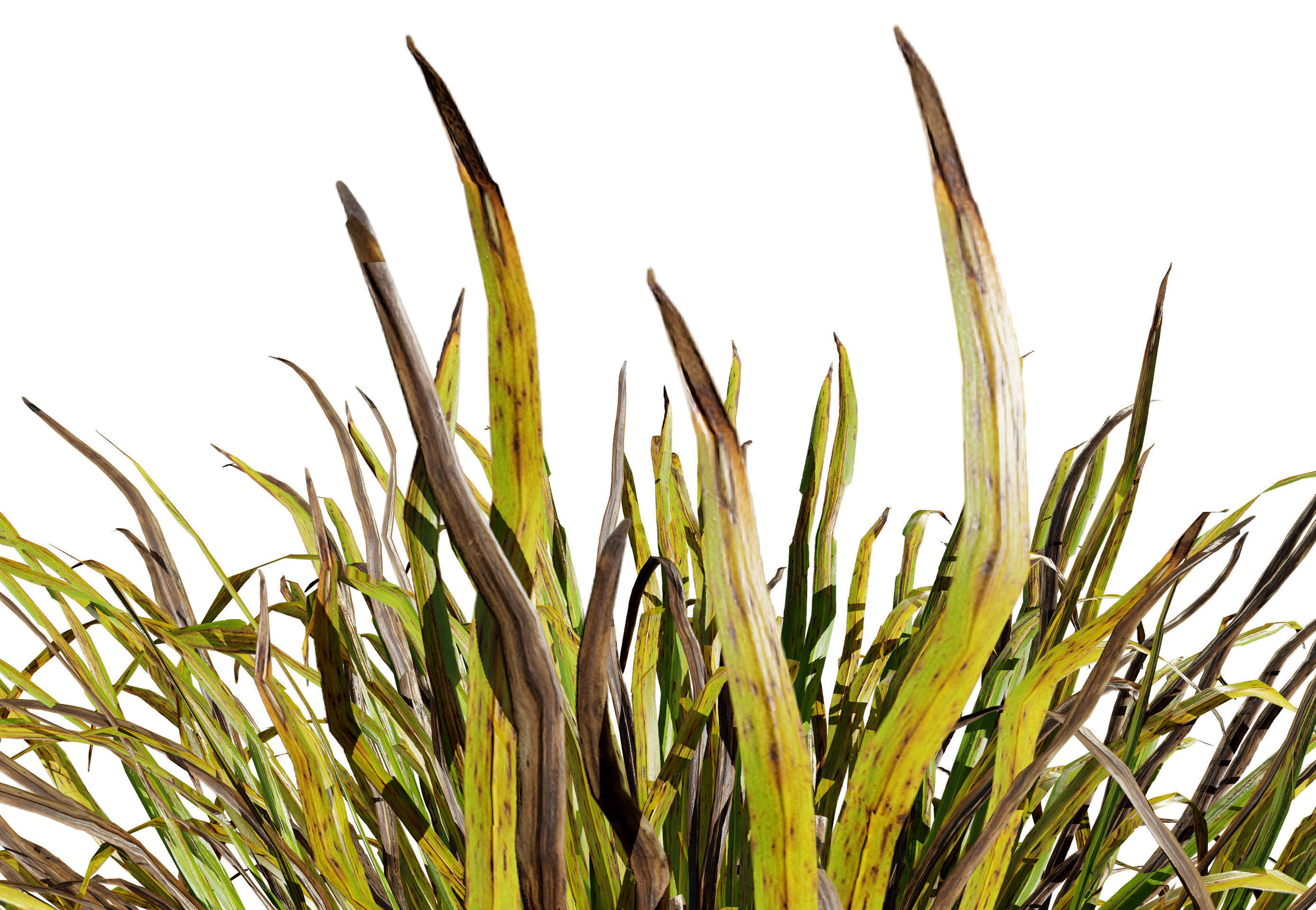 Dwarf Mondo Grass shrubs 3D Pack Low-poly 3D model_7