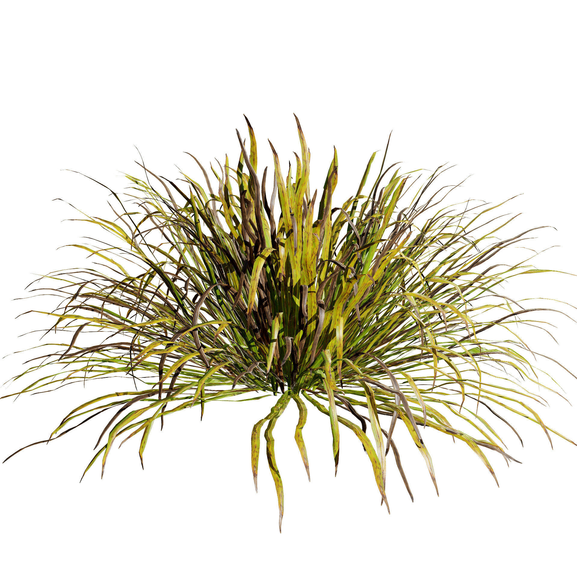 Dwarf Mondo Grass shrubs 3D Pack Low-poly 3D model_6