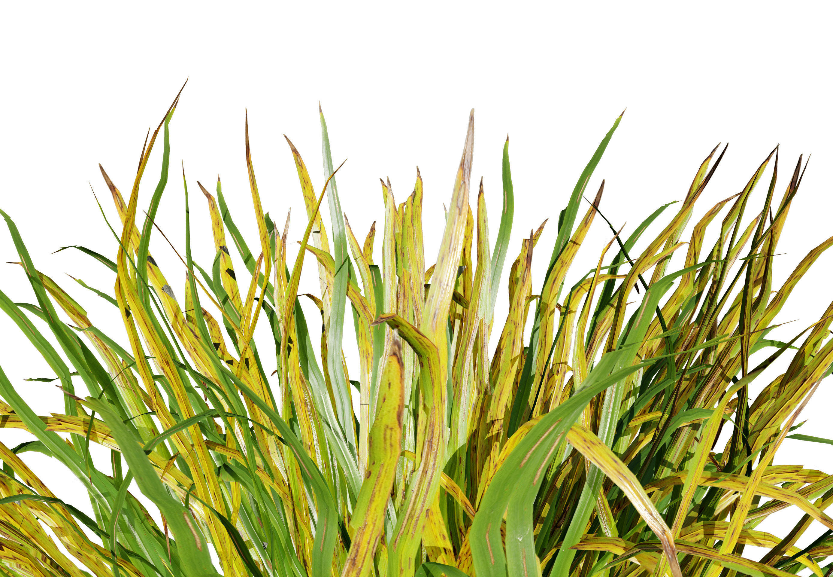 Dwarf Mondo Grass shrubs 3D Pack Low-poly 3D model_5
