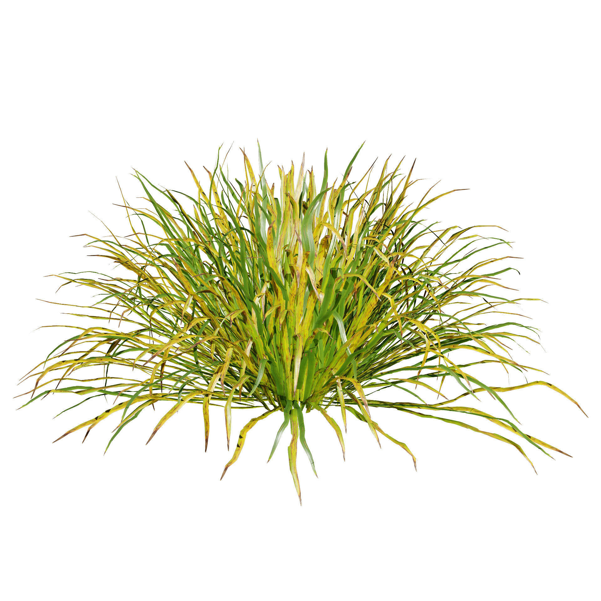 Dwarf Mondo Grass shrubs 3D Pack Low-poly 3D model_4