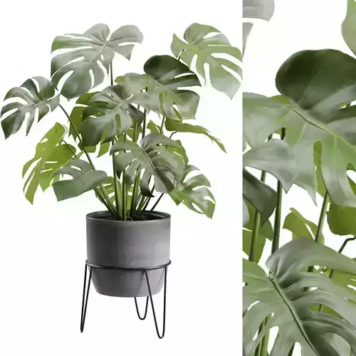 Monstera Deliciosa Pot Stand