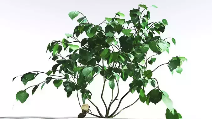 EVERYPlant Stinging Bush LowPoly 2 --16 Models-- Low-poly 3D model