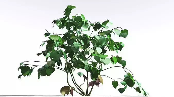 EVERYPlant Stinging Bush LowPoly 3 --16 Models-- Low-poly 3D model