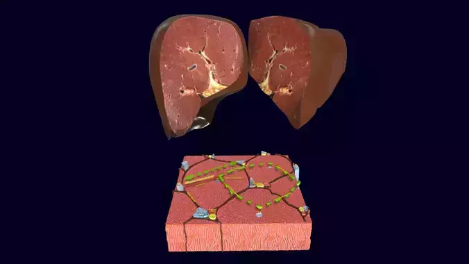 Liver histology anatomy labelled 3D model