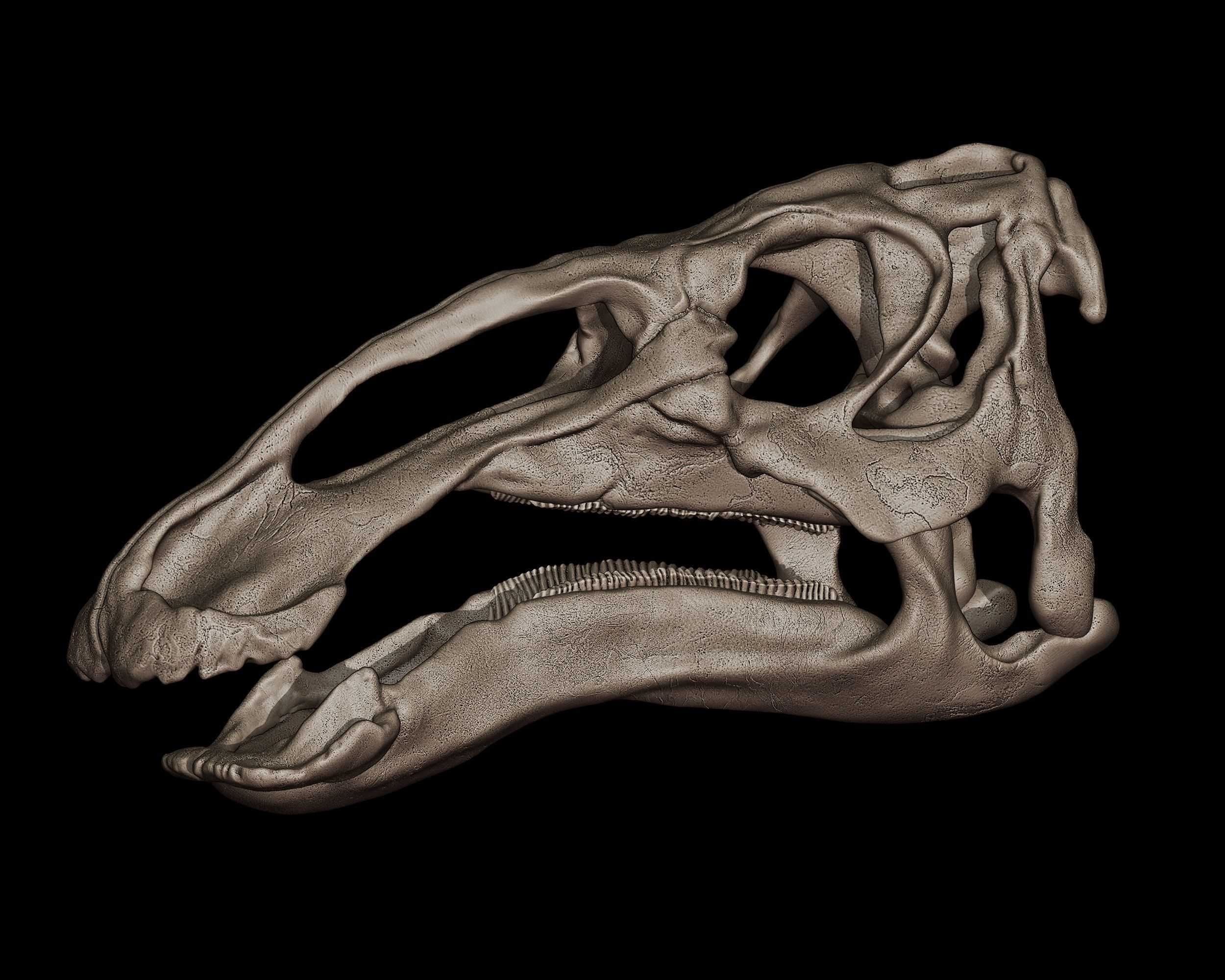 Edmontosaurus Skull 3D model 3D printable | CGTrader