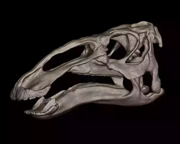 Edmontosaurus Skull 3D print model