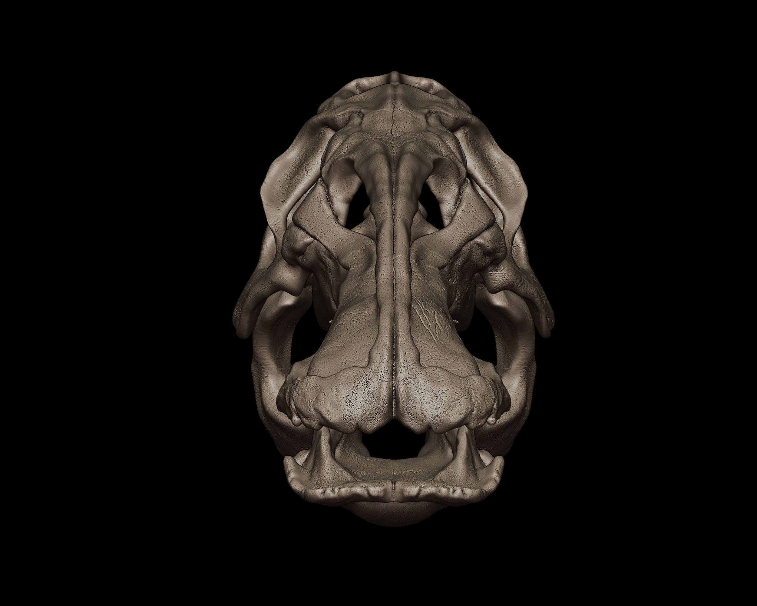 Edmontosaurus Skull 3D print model_3