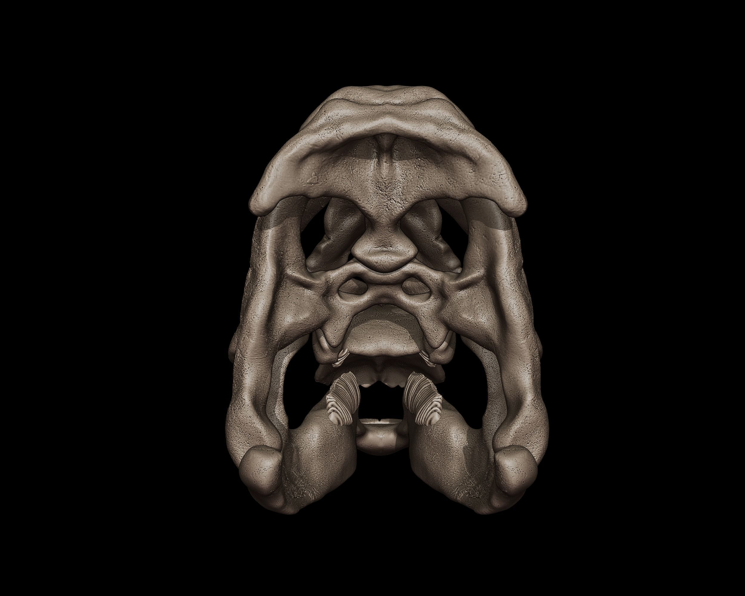 Edmontosaurus Skull 3D print model_5