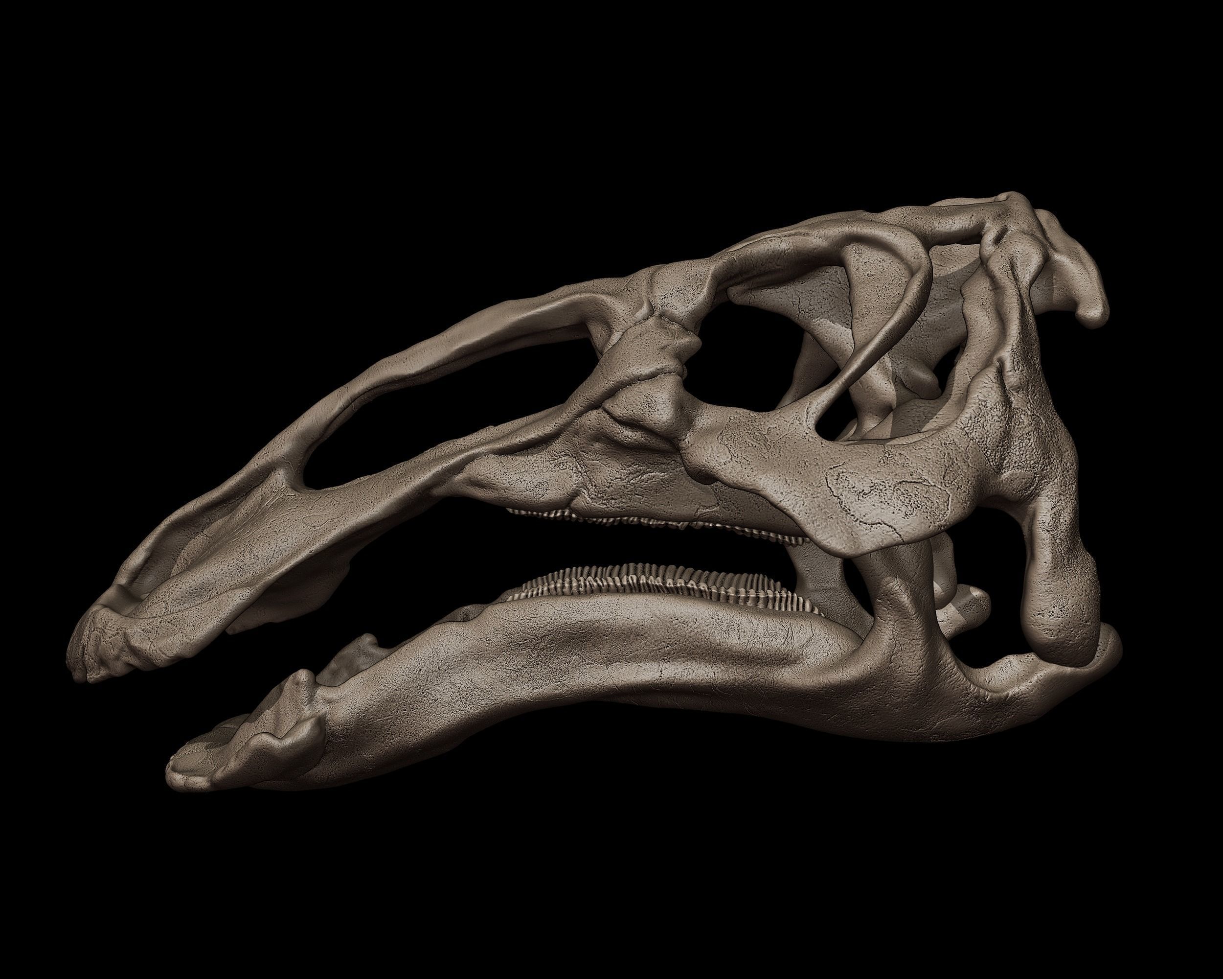 Edmontosaurus Skull 3D print model_2