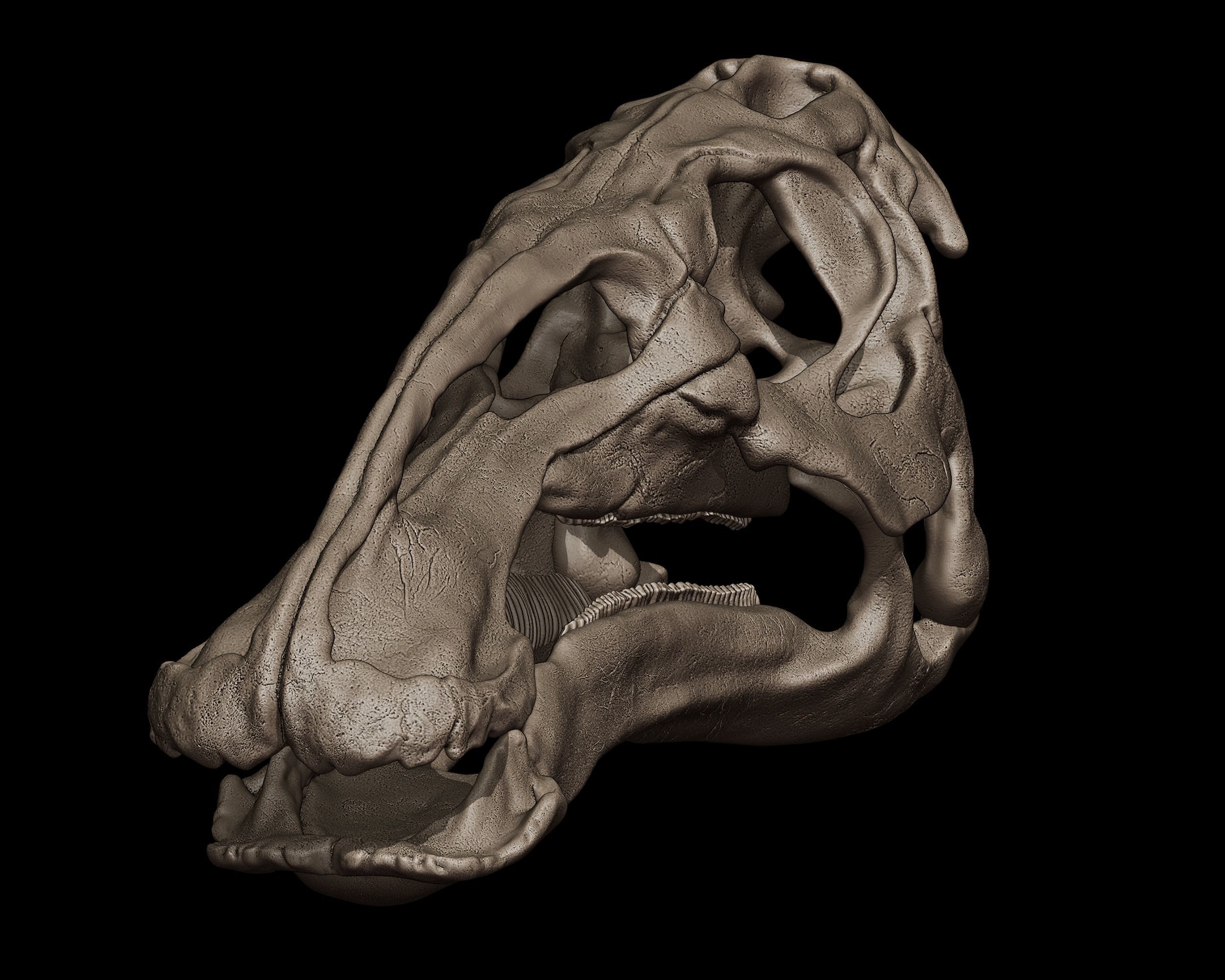 Edmontosaurus Skull 3D print model_1