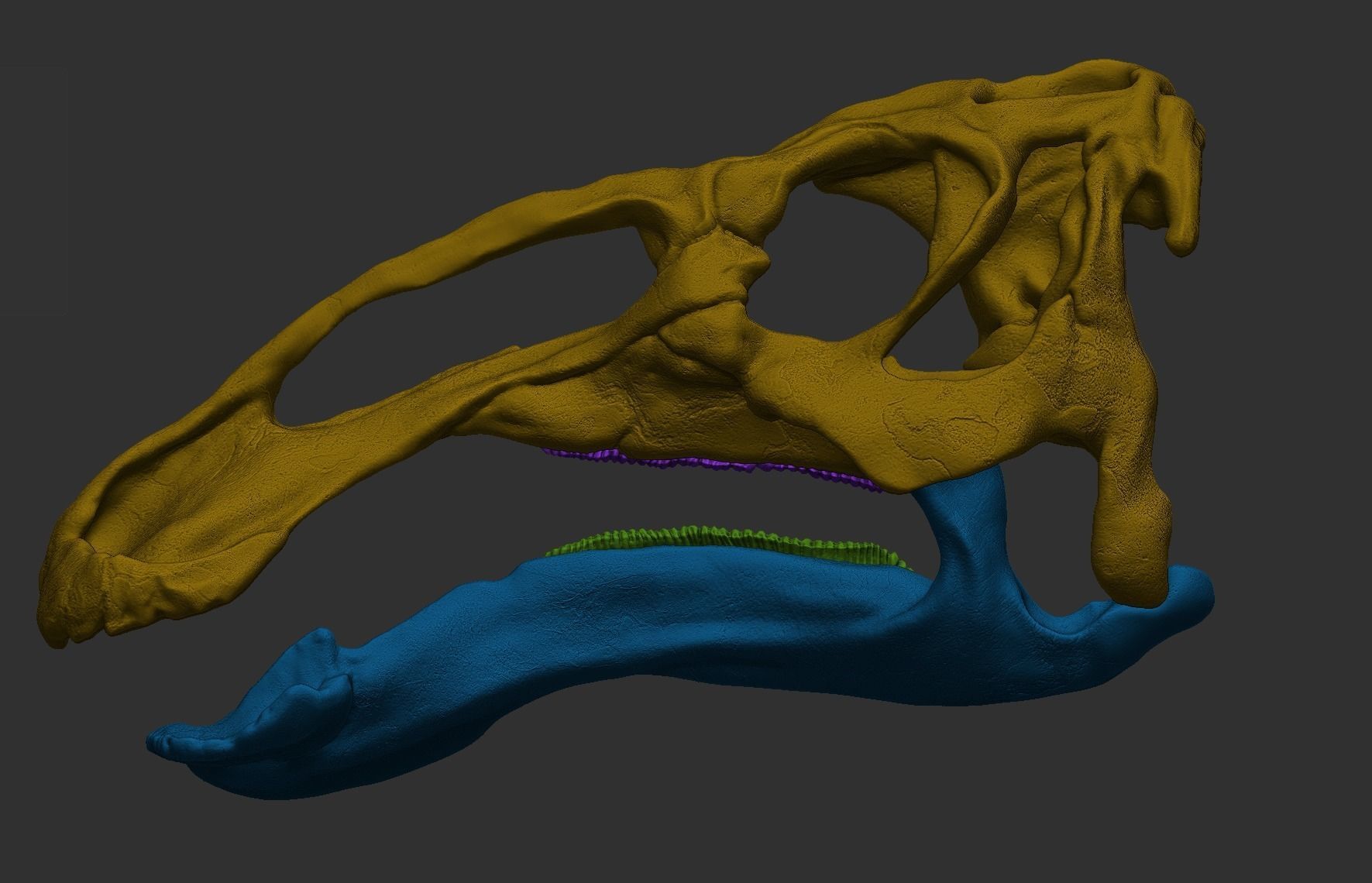 Edmontosaurus Skull 3D print model_6