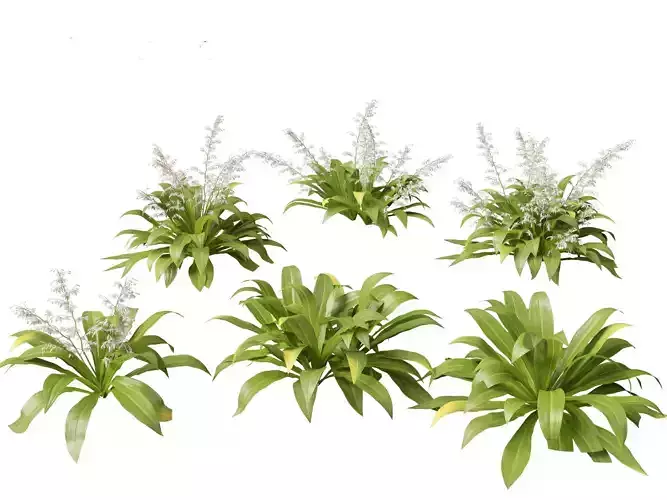 Arthropodium cirratum - New Zealand Rock Lily